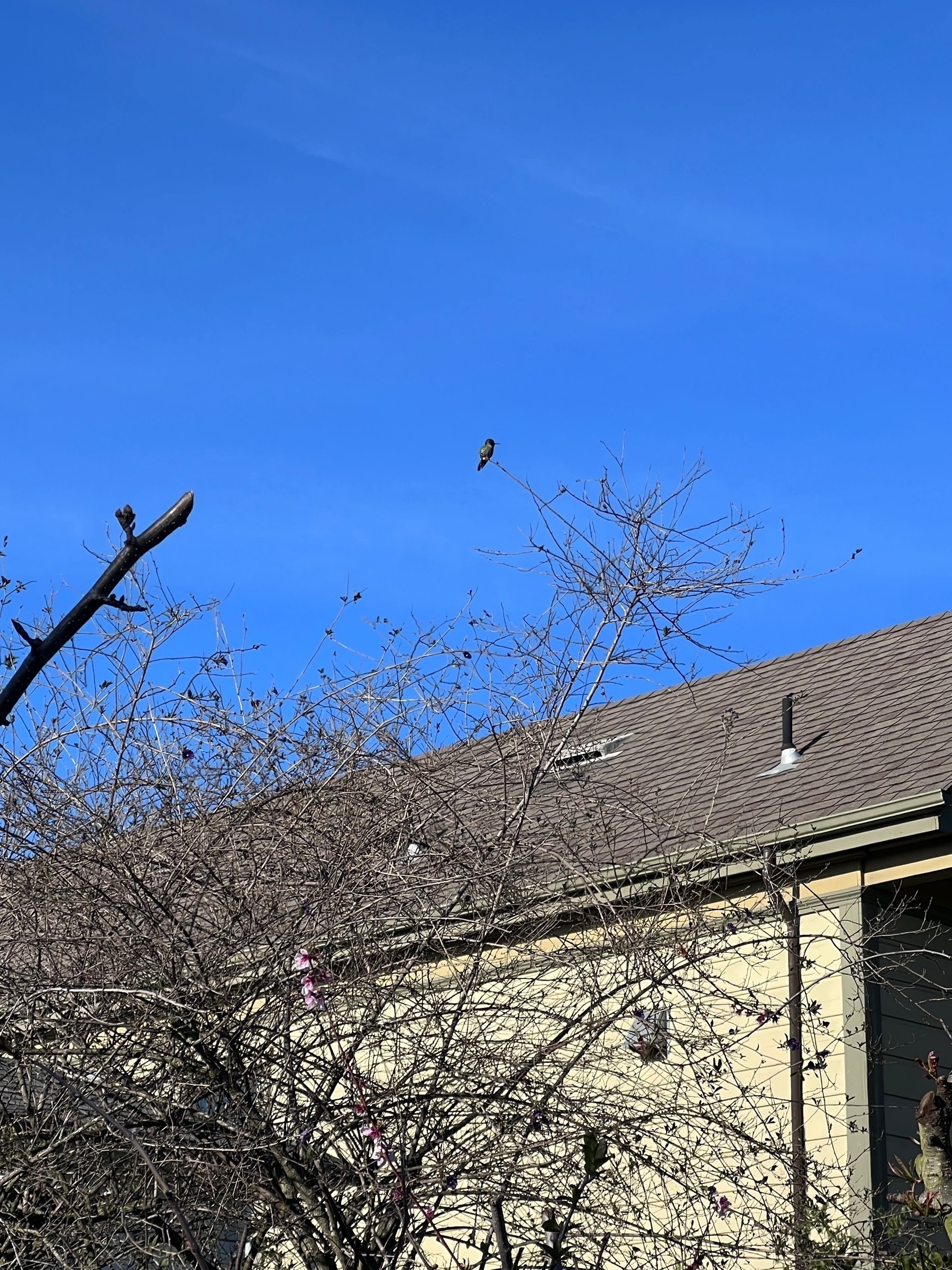 Hummingbird perched on the branches of a bare tree; the corner of a house in the background. 