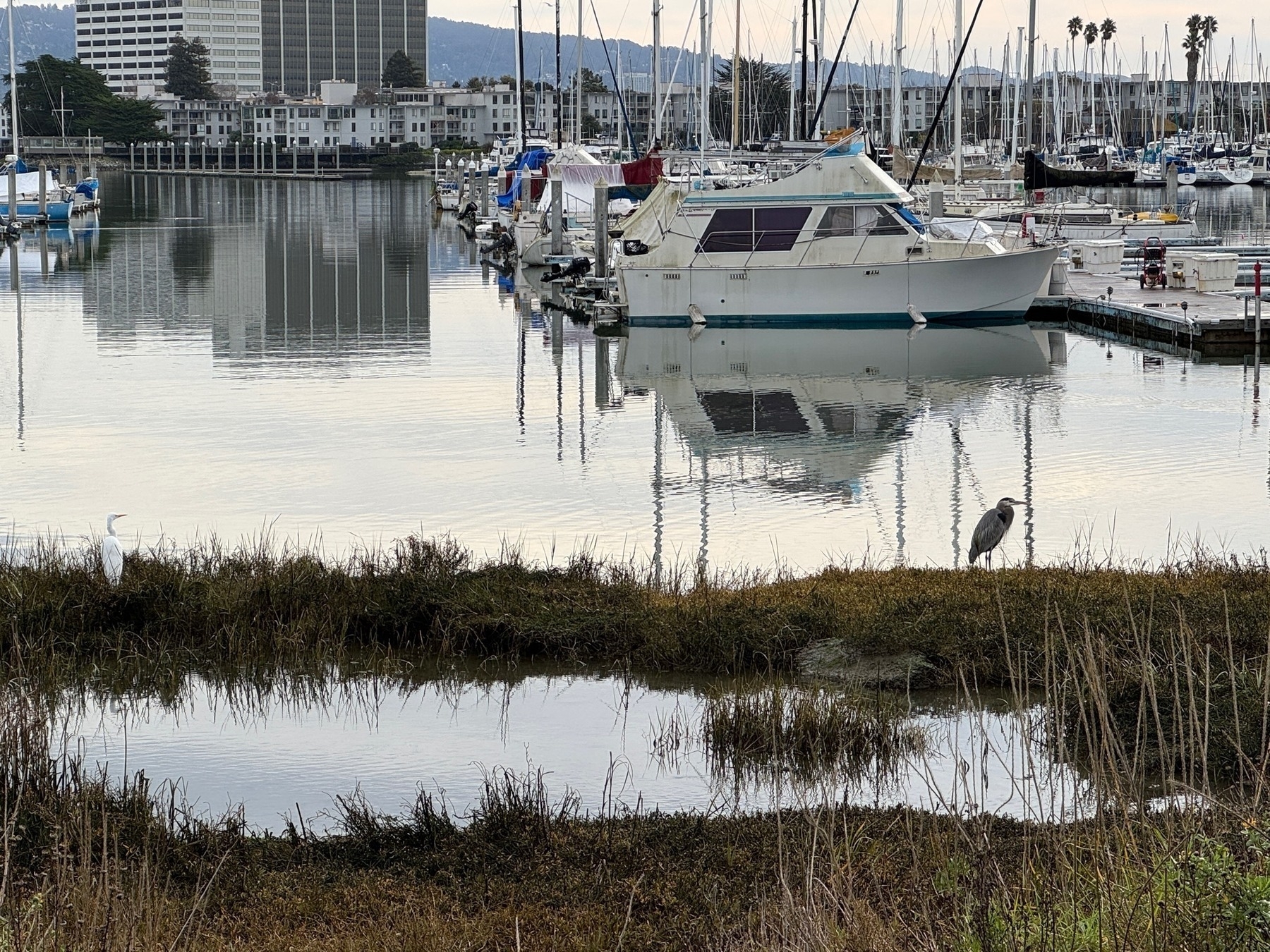 A Blue Heron and a Snowy Egret on a marshy bit of park, boats in the background.