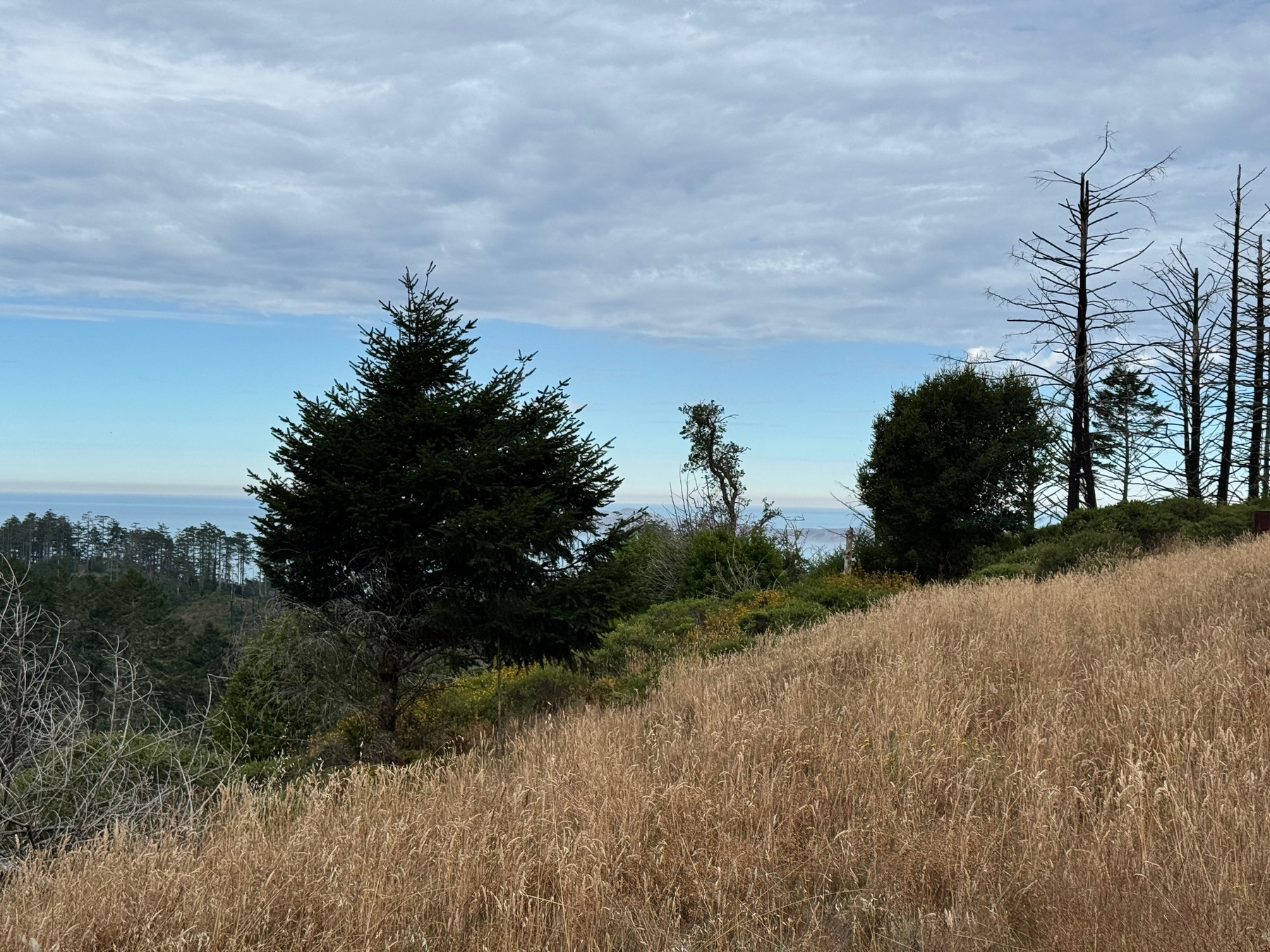 The view from Coast campground, hills, breaking to trees, the ocean in the far distance. 