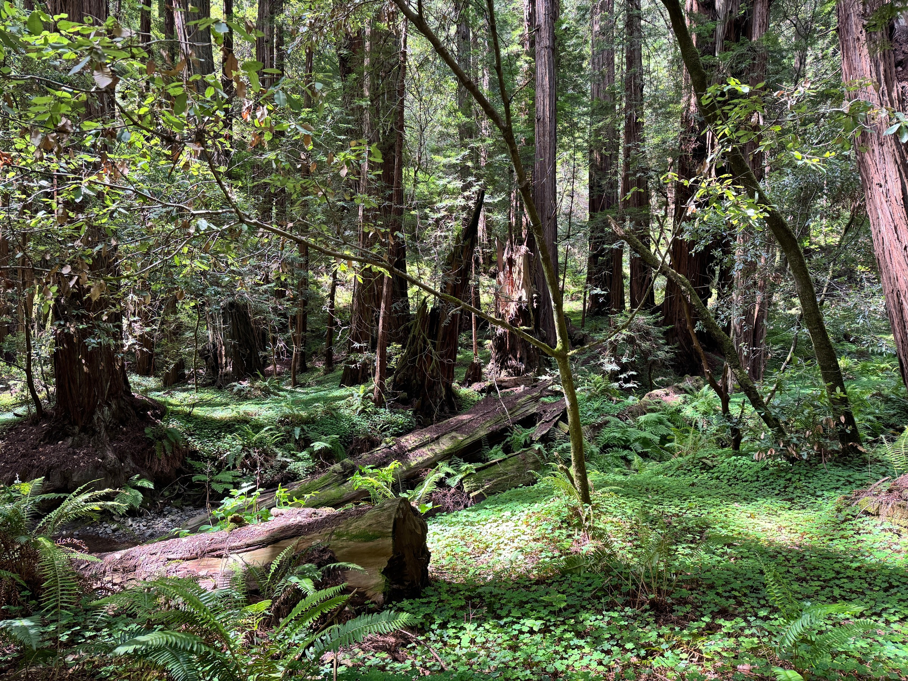 Leafy wooded scene in California’s Muir Woods. 