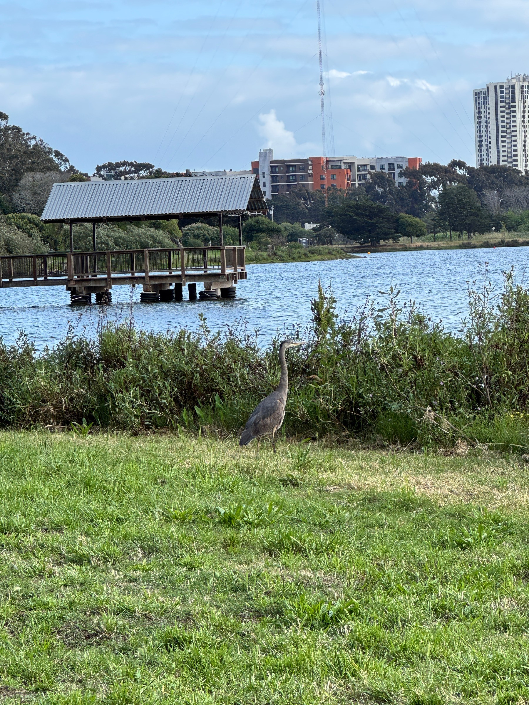 A blue heron on a grassy slope, water and a covered pier in the background. 