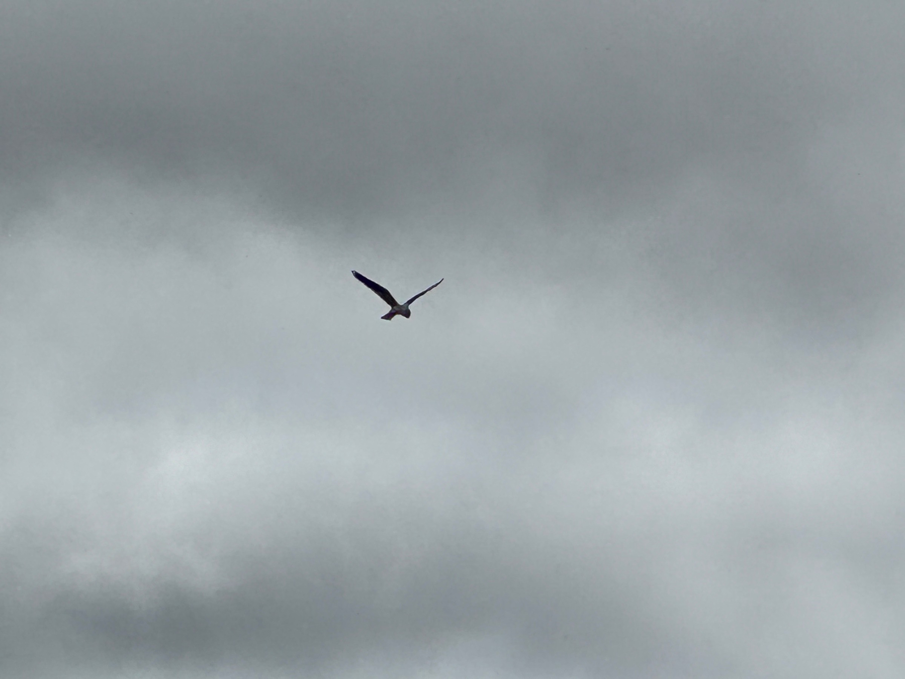 A white-tailed kite, hanging the sky, waiting to catch something. 