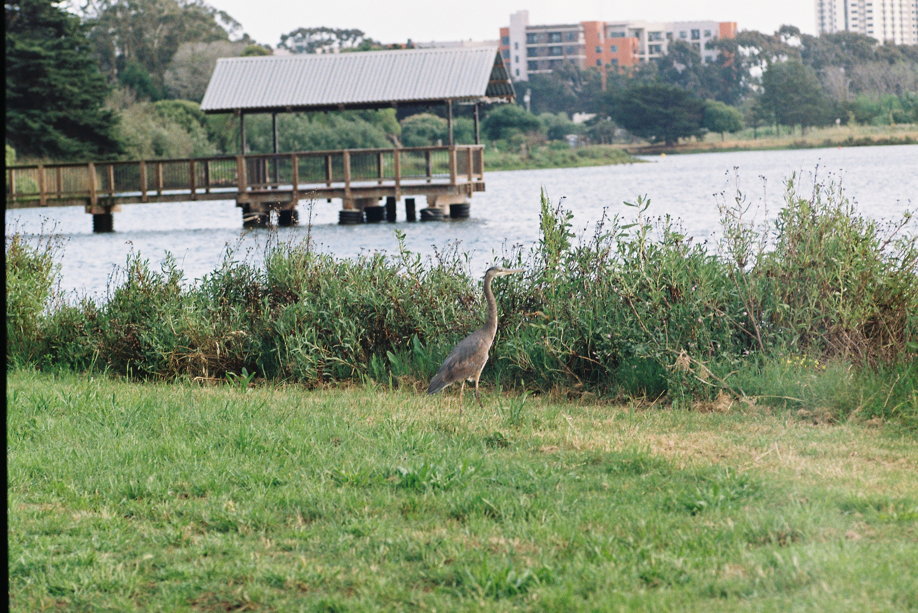 A heron stands on grass near a lake with a wooden pier and a covered structure in the background.