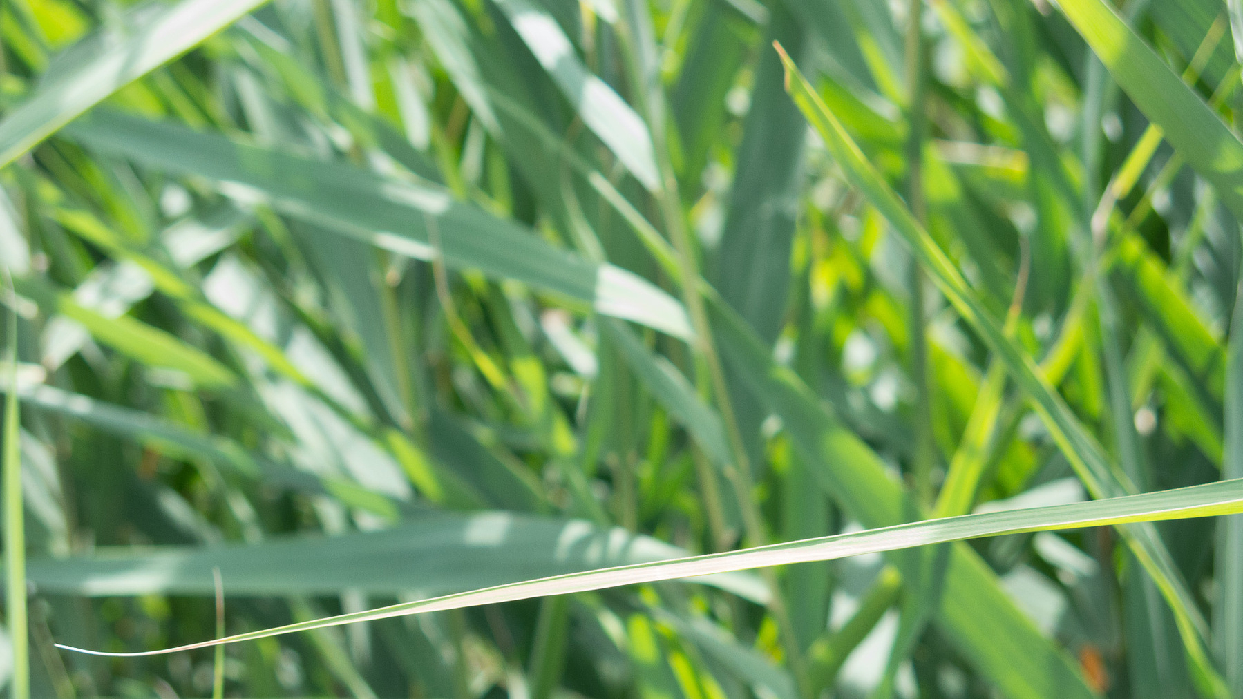 Swamp grass supporting a broken blade