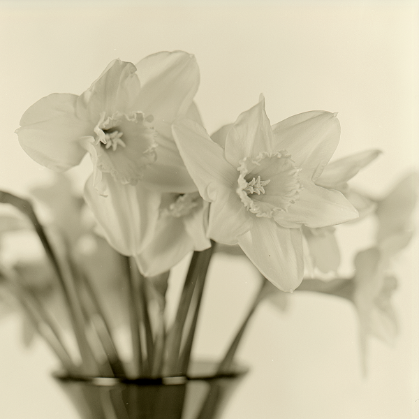 A monochrome photograph of daffodils in a tinted glass vase.
