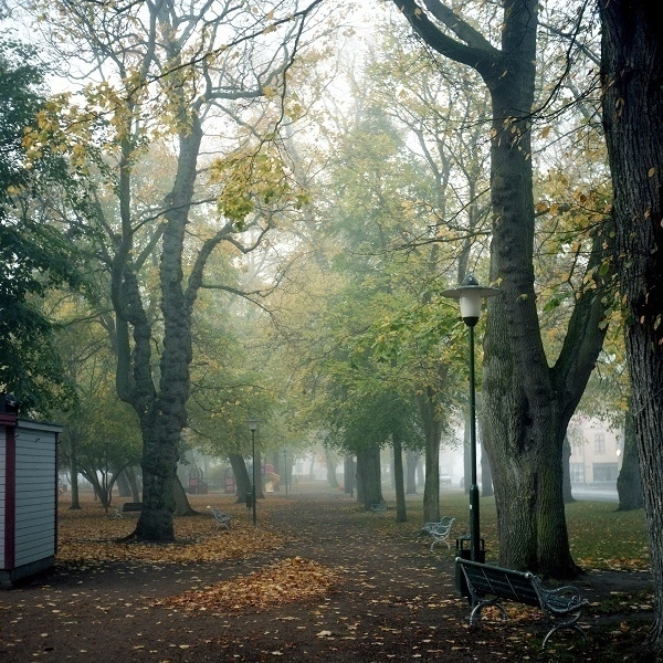 A park in the fog.