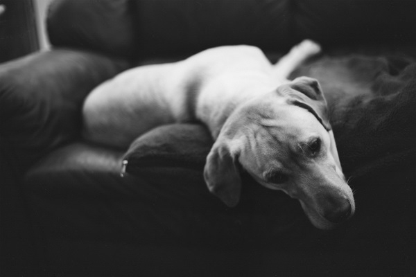 A black-&-white photo od a Labrador on a sofa.