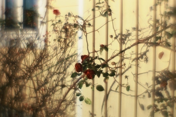 A blurry photograph of some red roses in front of yellow-painted wooden house.