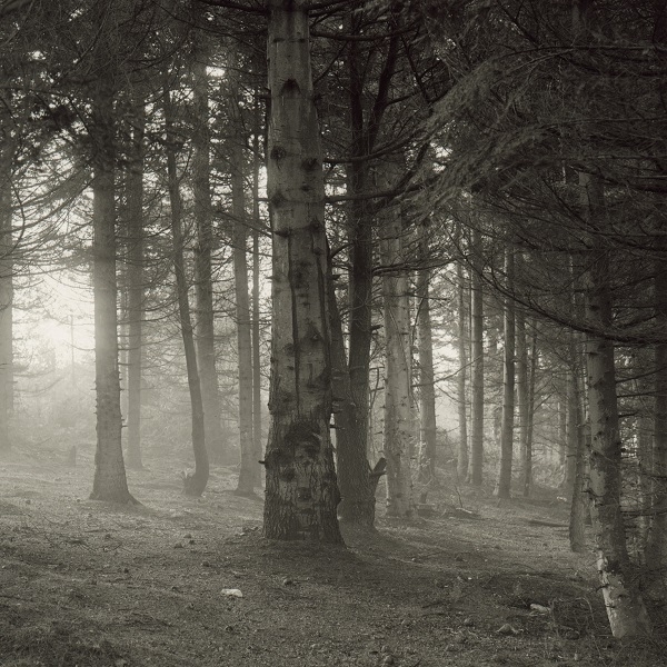 A square format monochrome photograph of some tree trunks in a conifer plantation.