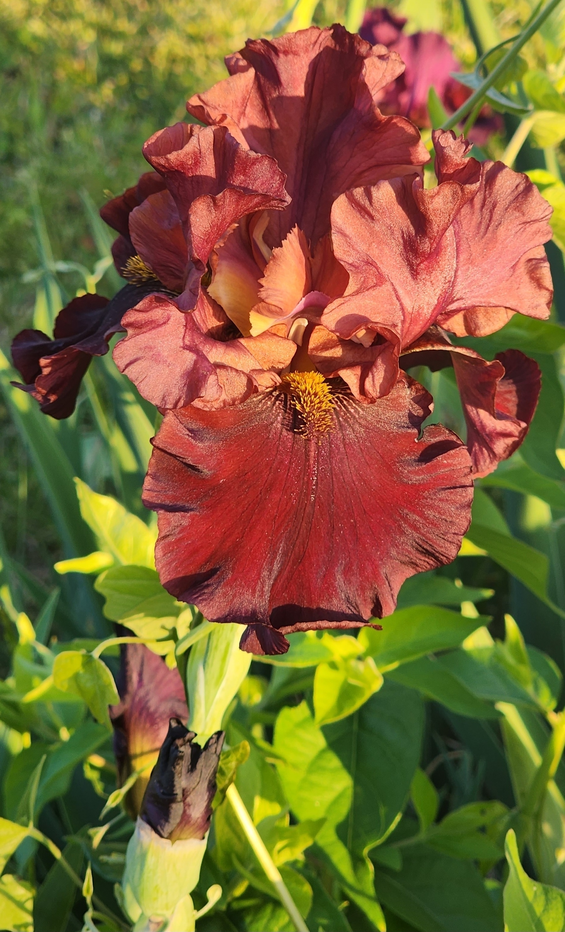 Red iris blooming