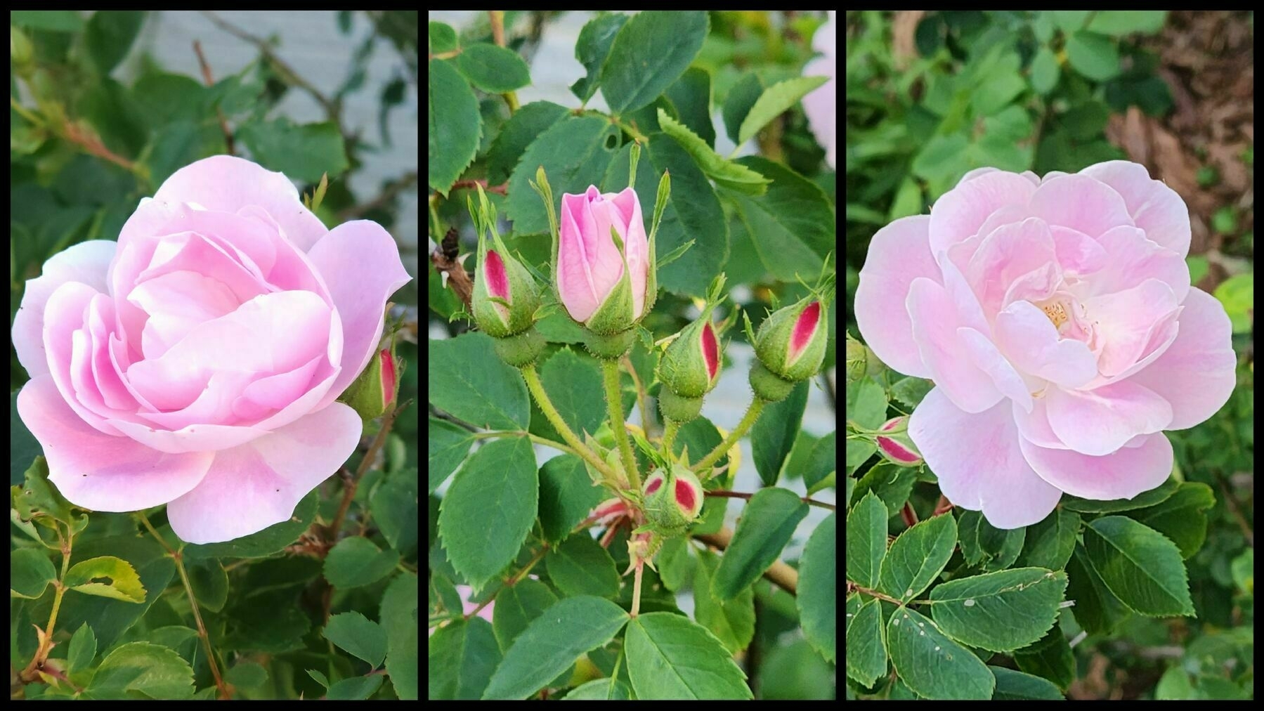 Three photos of pale pink roses and buds among green leaves