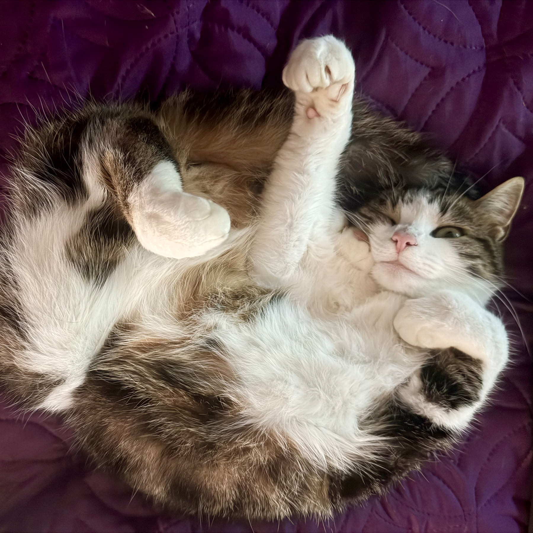 A fluffy cat is curled up on a purple quilted blanket with its paws raised in the air.