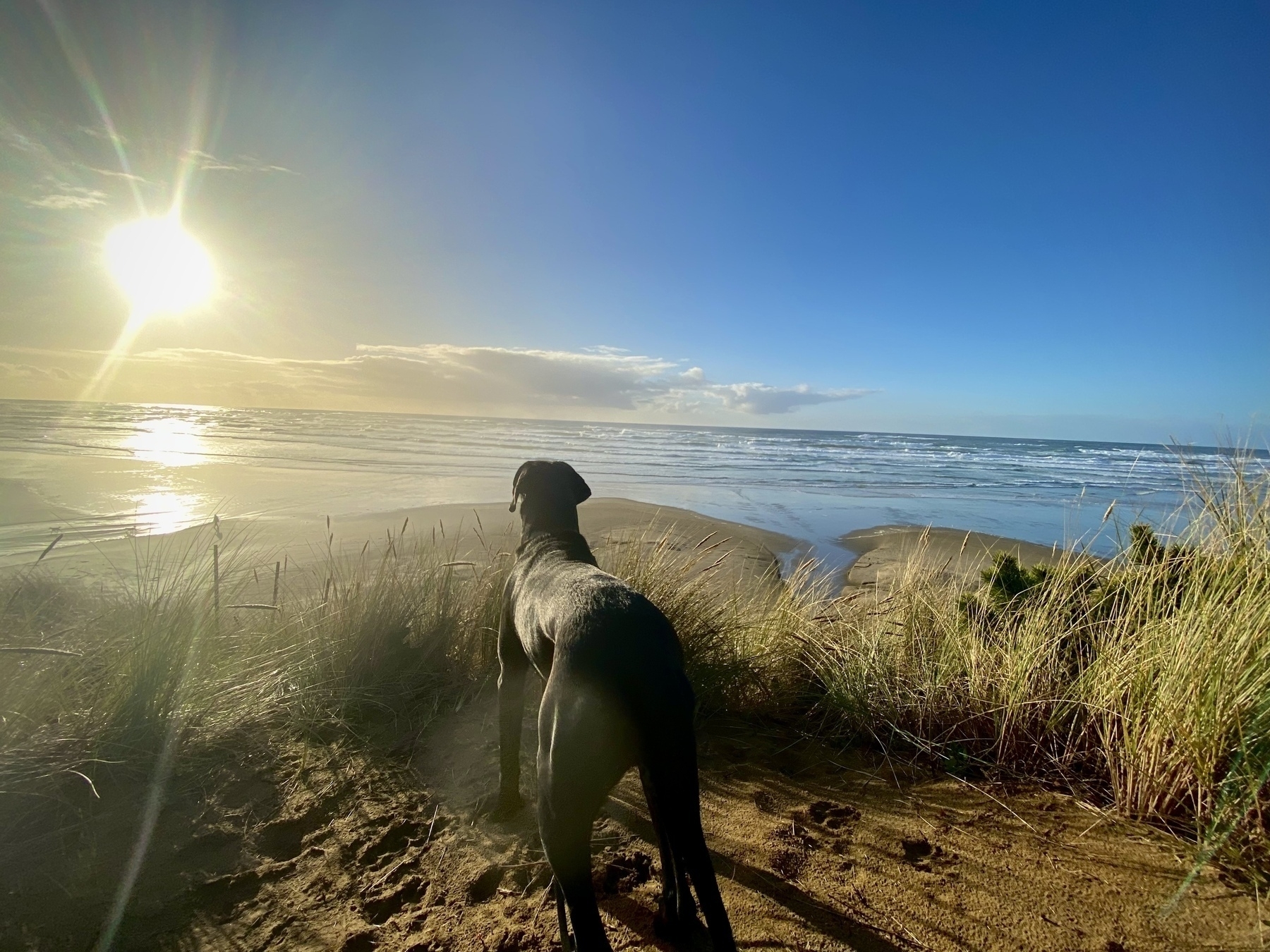 Tink, a 2.5 year old black Daniff, looks over the ocean from a cliff while the midafternoon sun beams down on him. The photo is taken on the Oregon Coast. 