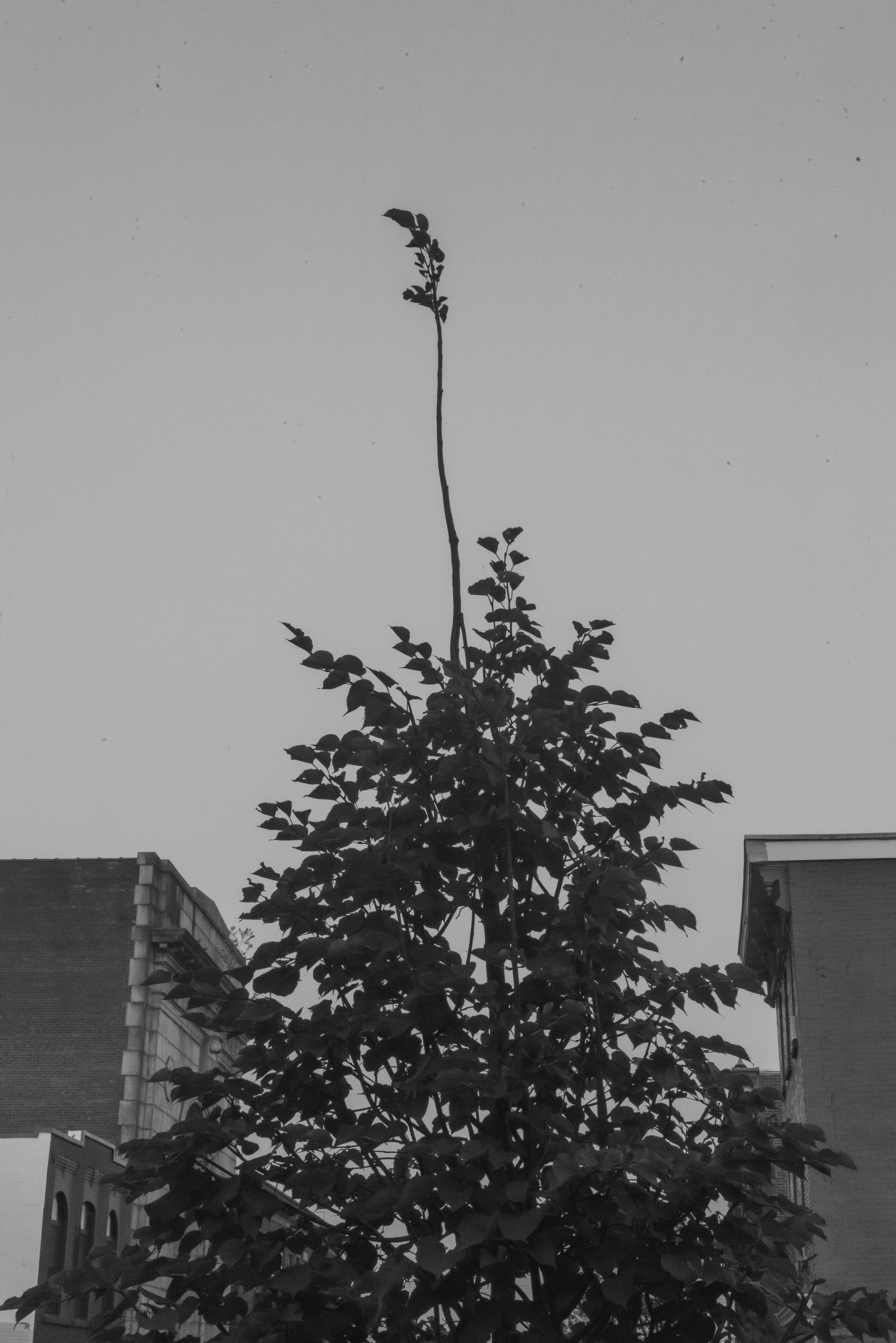 Tree. Center stalk with a clump of leaves at the top has grown high above the rest of the branches. Buildings in the background.