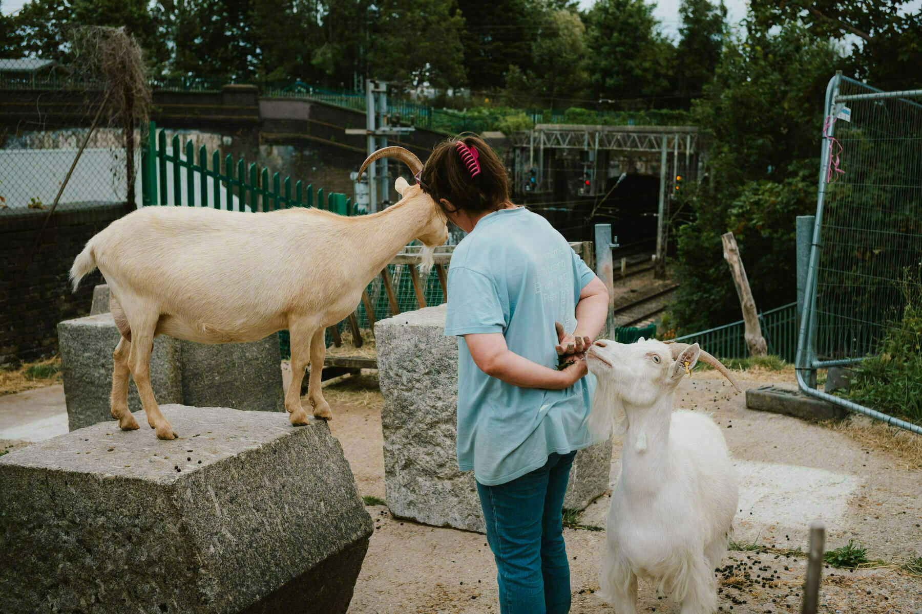 Volunteer at Kentish Town City Farm feeding goats. She is hiding the food from the goat that is stood on a concrete block, by holding it in her hands behind her back, but a second goat that is standing behind her is straining up to steal it. In the background you can see railway tracks and a railway bridge. 