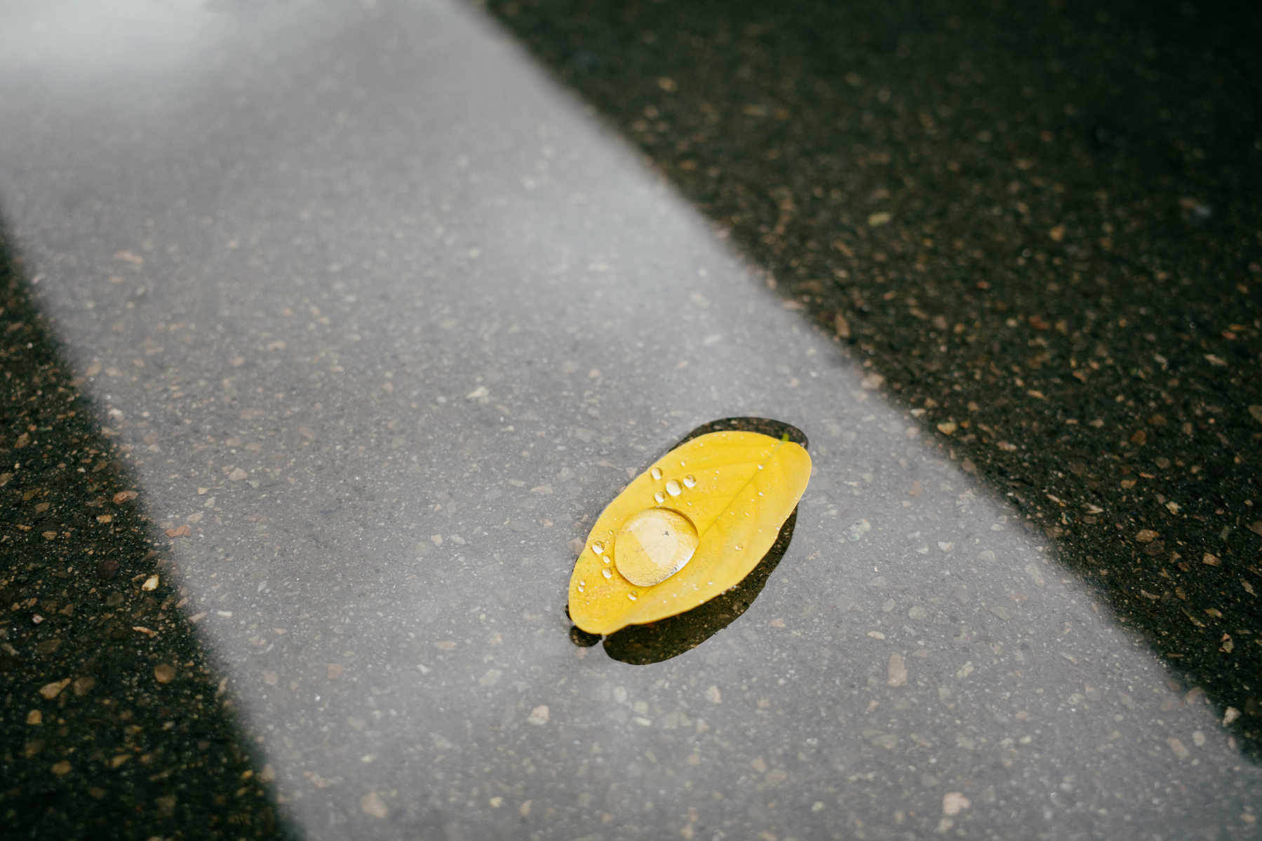 A yellow autumn leaf rests on the surface of a puddle, in a bright line that runs from top left to bottom right of frame, caused by a reflection of the sky between a building and a wall. There is a large water droplet resting on the surface of the leaf, with some small droplets next to it.