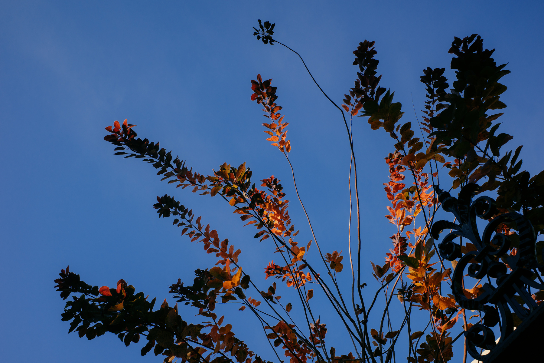 Sky and silhouetted branches of a plant. Some of the bright orange leaves are illuminated by late afternoon sun, and framed by the branches and leaves that are in shadow.