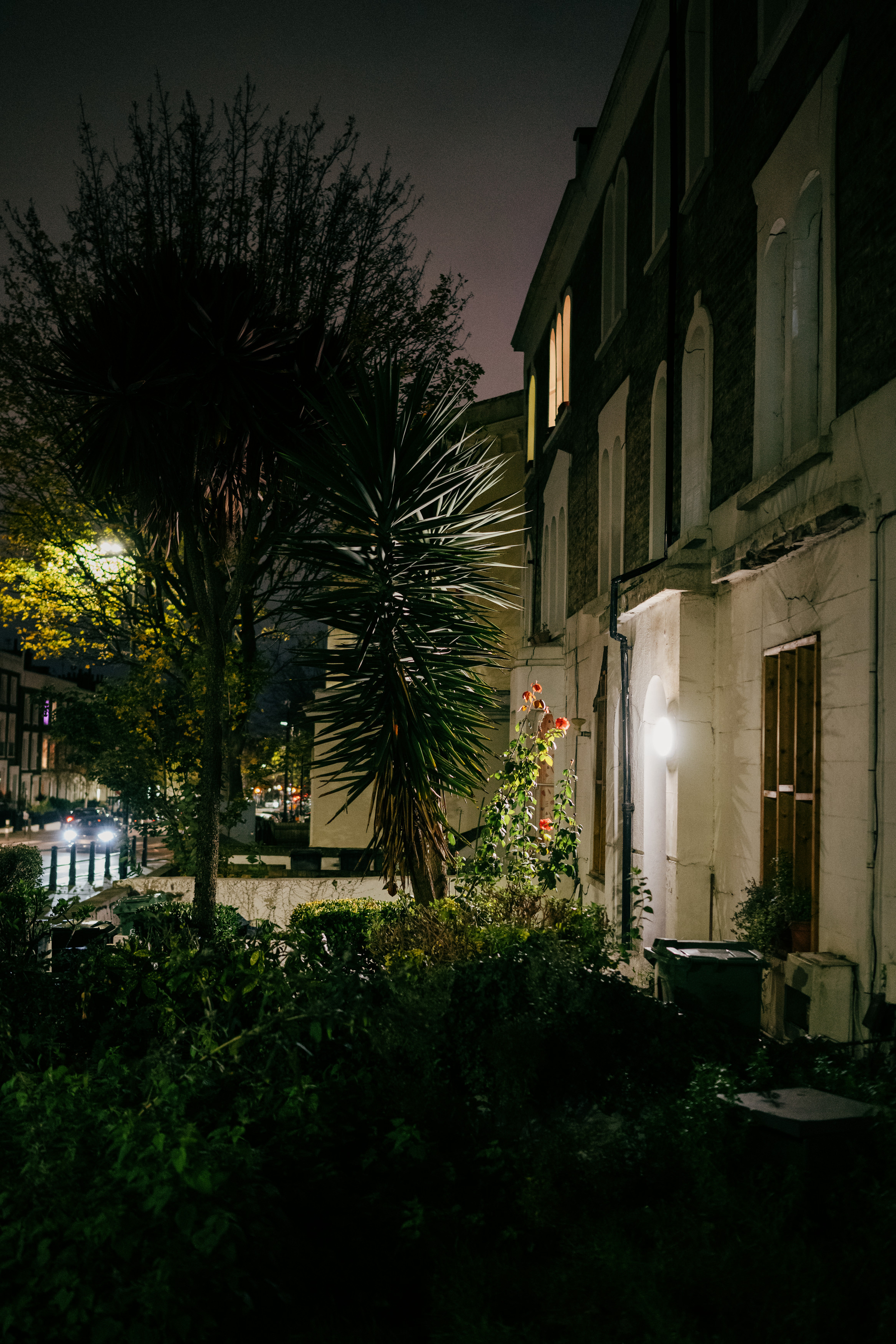 Pink rose illuminated by security light outside dilapidated terraced house