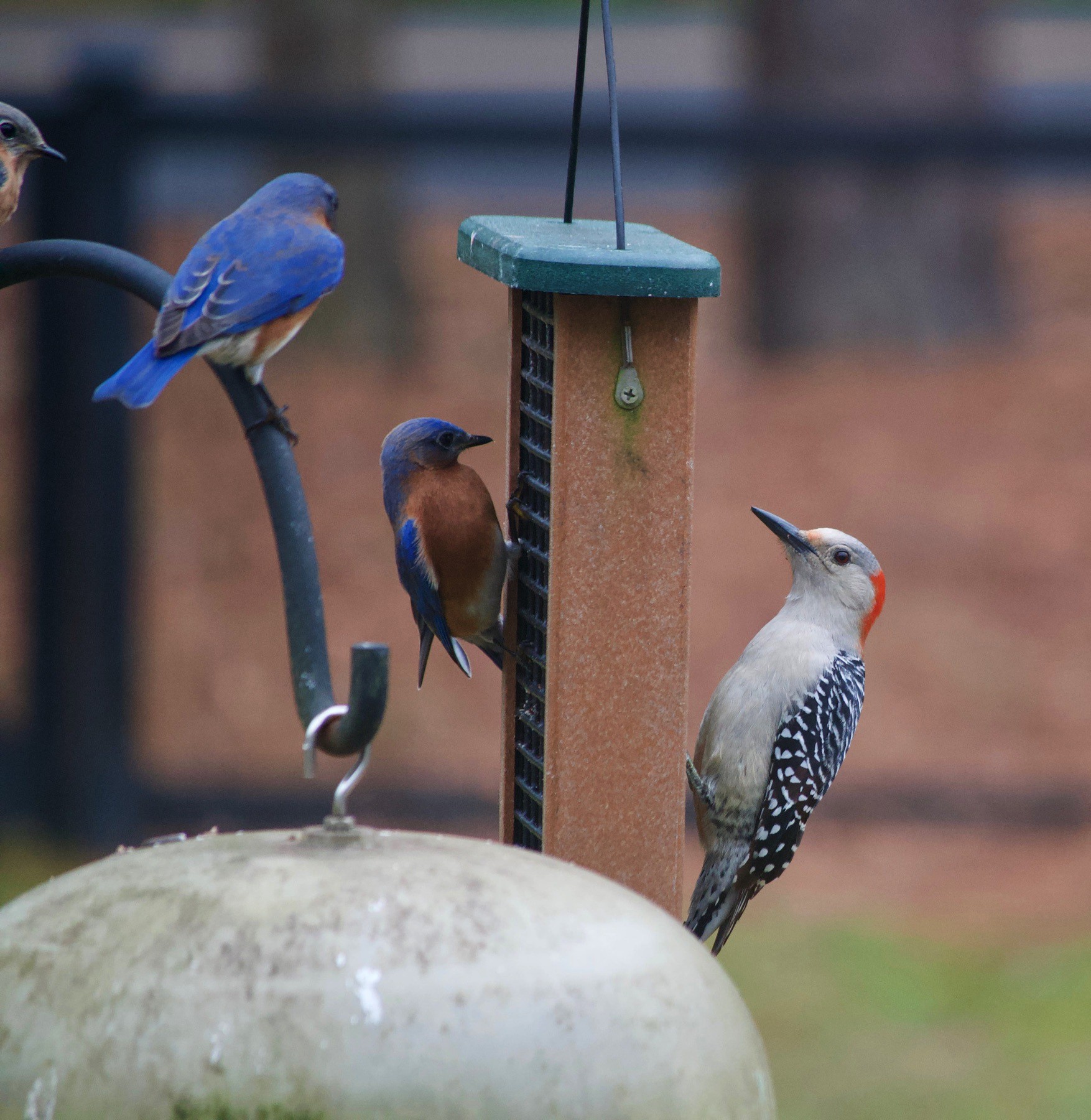 Closeup of a bird feeder. On the feeder are Blue birds and a Red-Bellied woodpecker.
