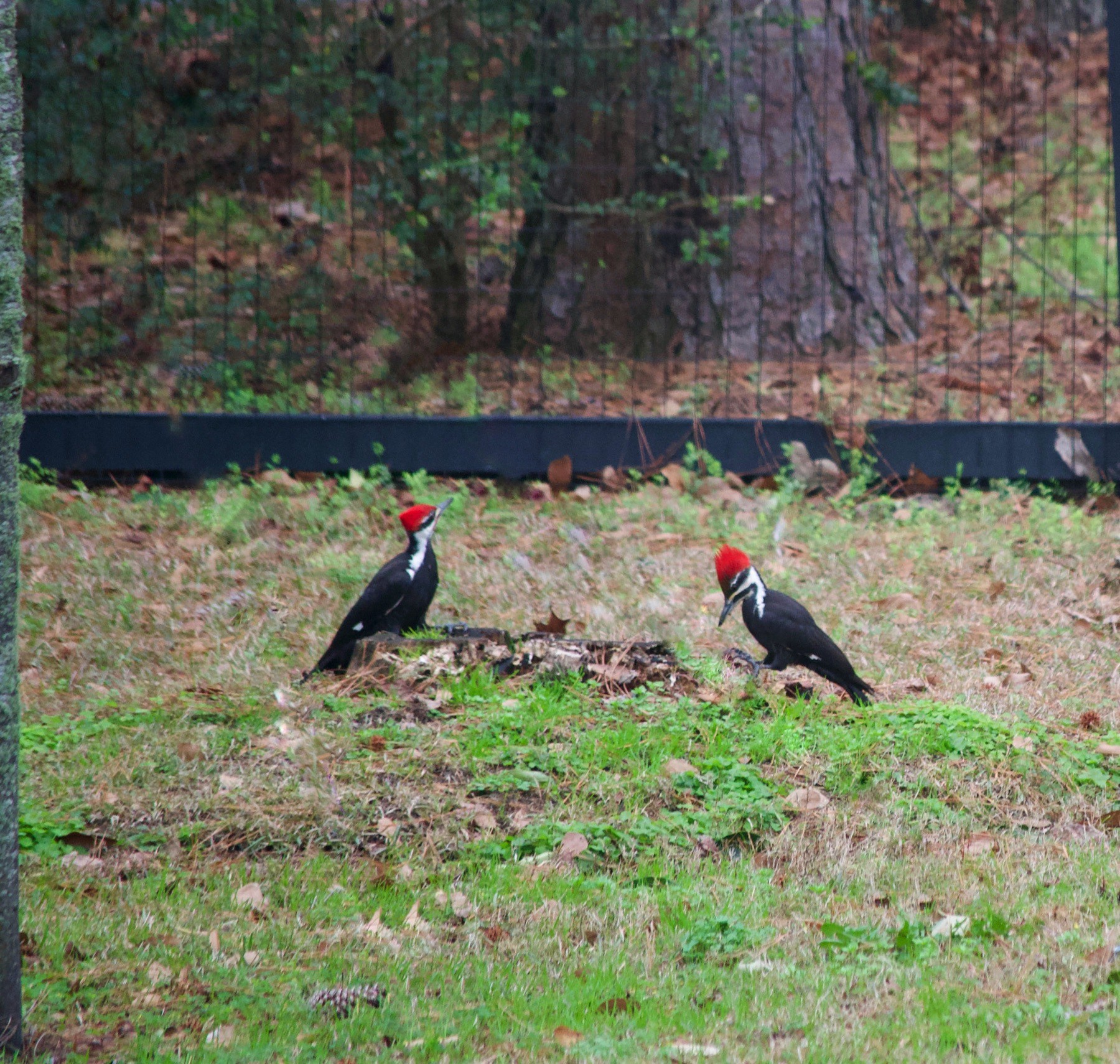 Two Pileated woodpeckers in the distance eating on a tree stump on the ground..