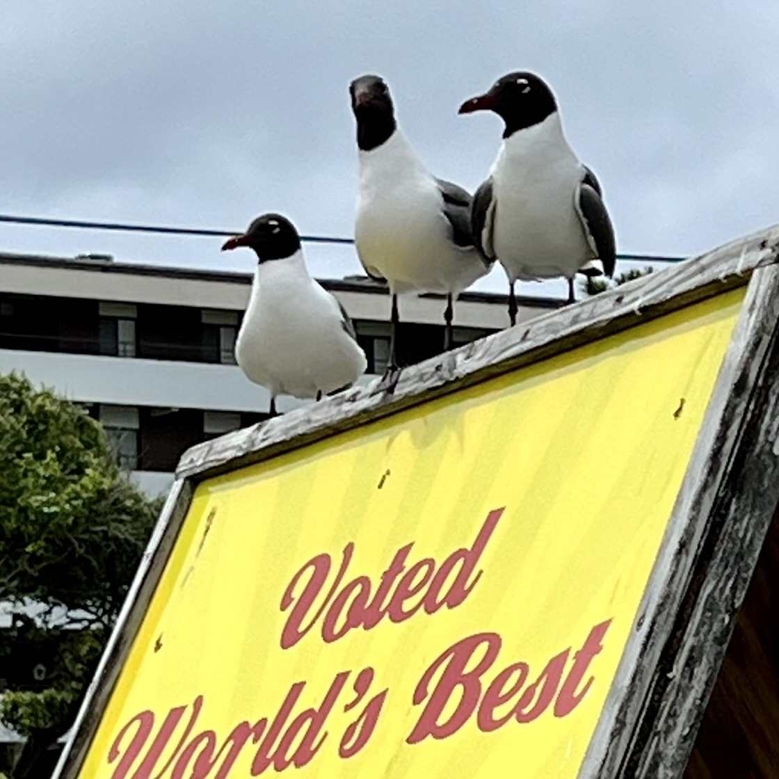 Three sea gulls sitting on top of a yellow sign. The words, “Voted World’s Best” are written on the sign in red lettering. 