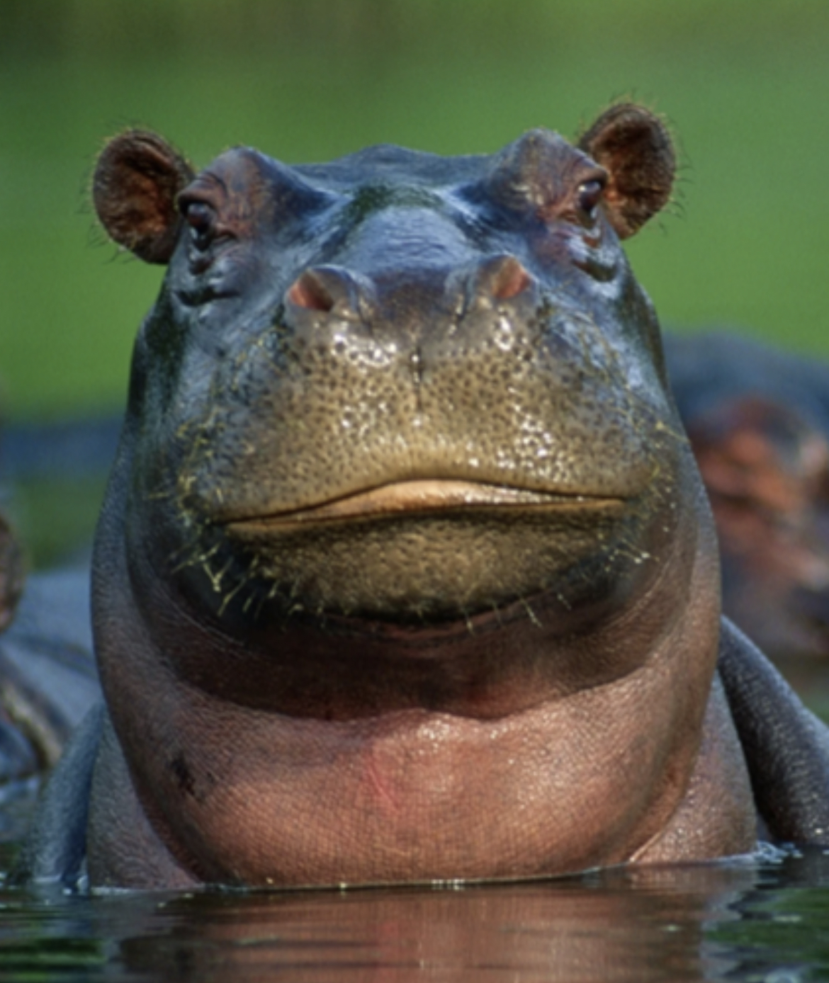 a hippopotamus looking at the camera 