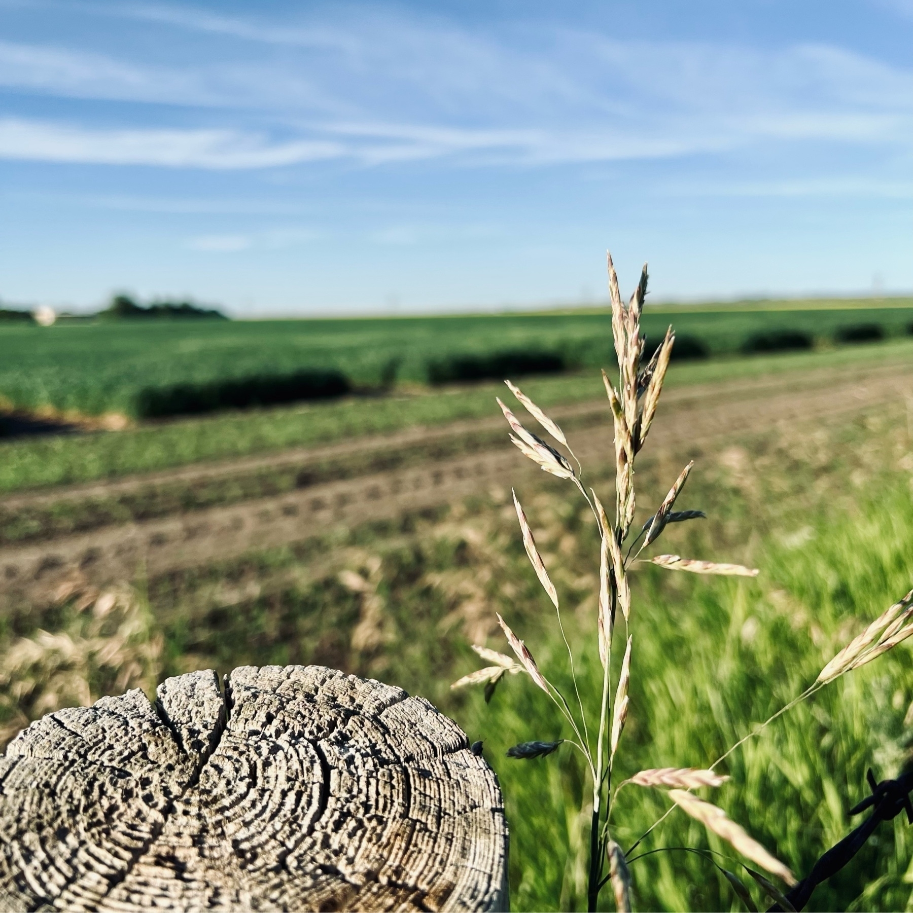 picture of a farmer's field in the Saskatchewan prairies