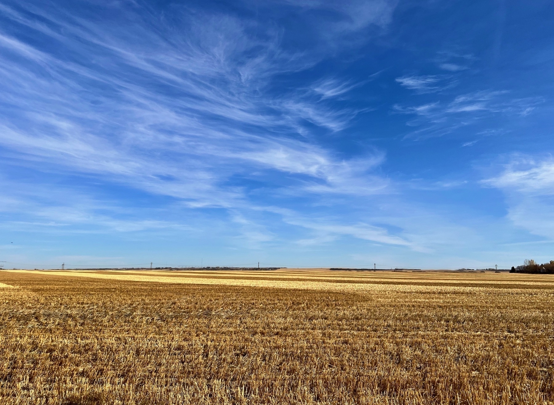 A harvested field, and blue skies with a few clouds.
