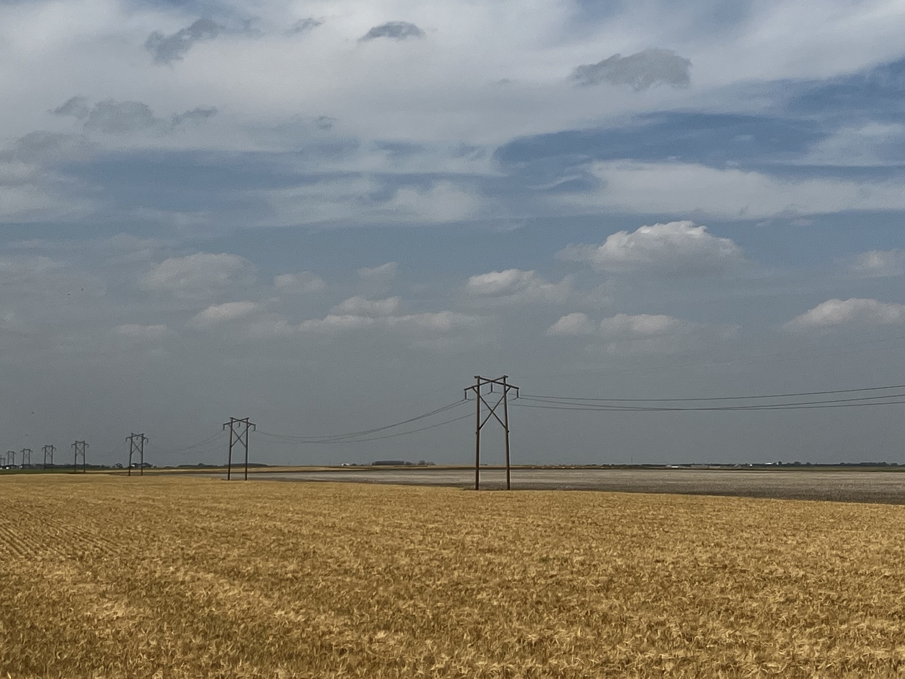 A field of wheat growing with power lines running across it. 