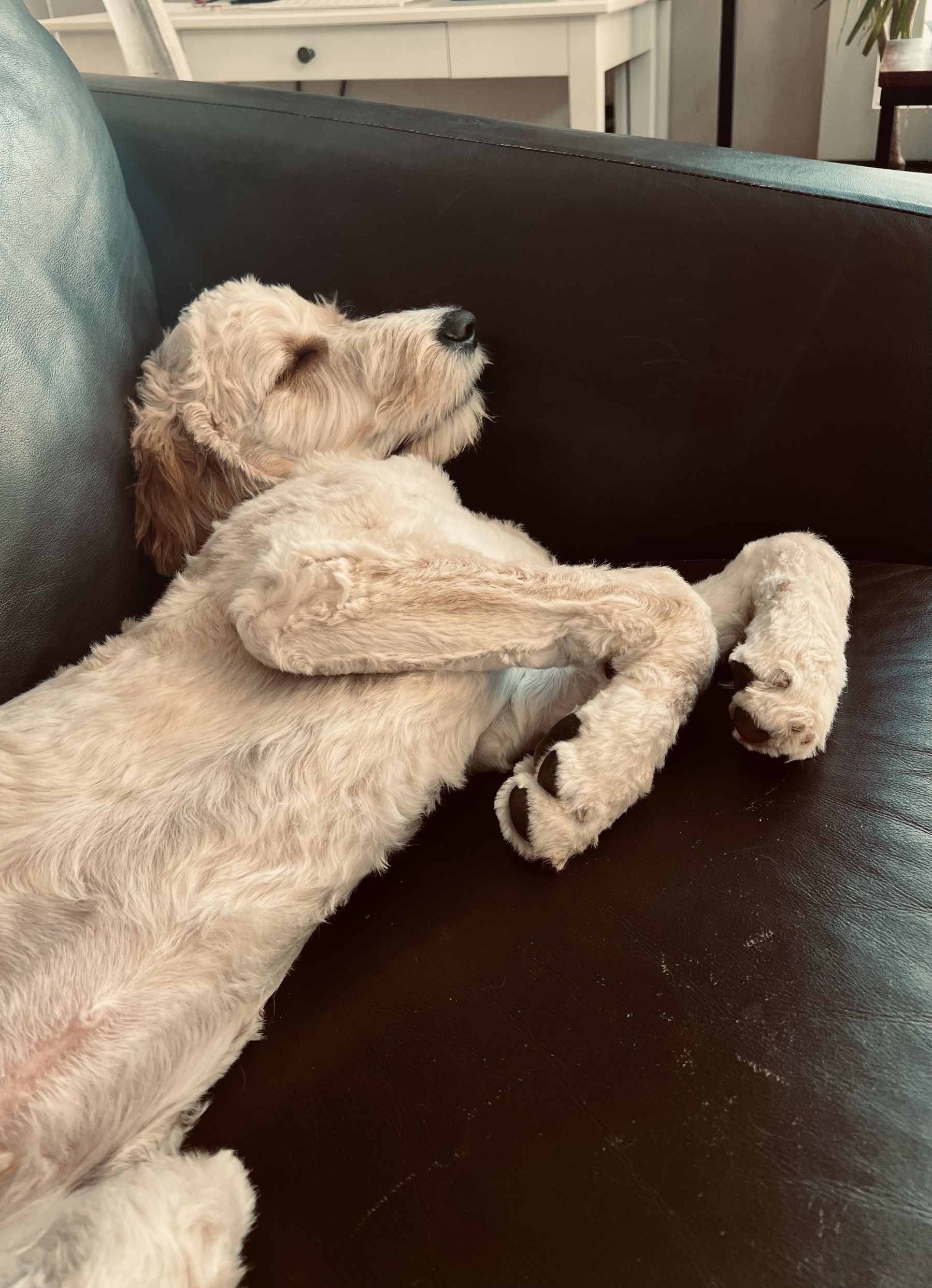 Neville Dogbottom sleeps on the couch with his head awkwardly bent in a way that makes my neck sore just looking at him. 