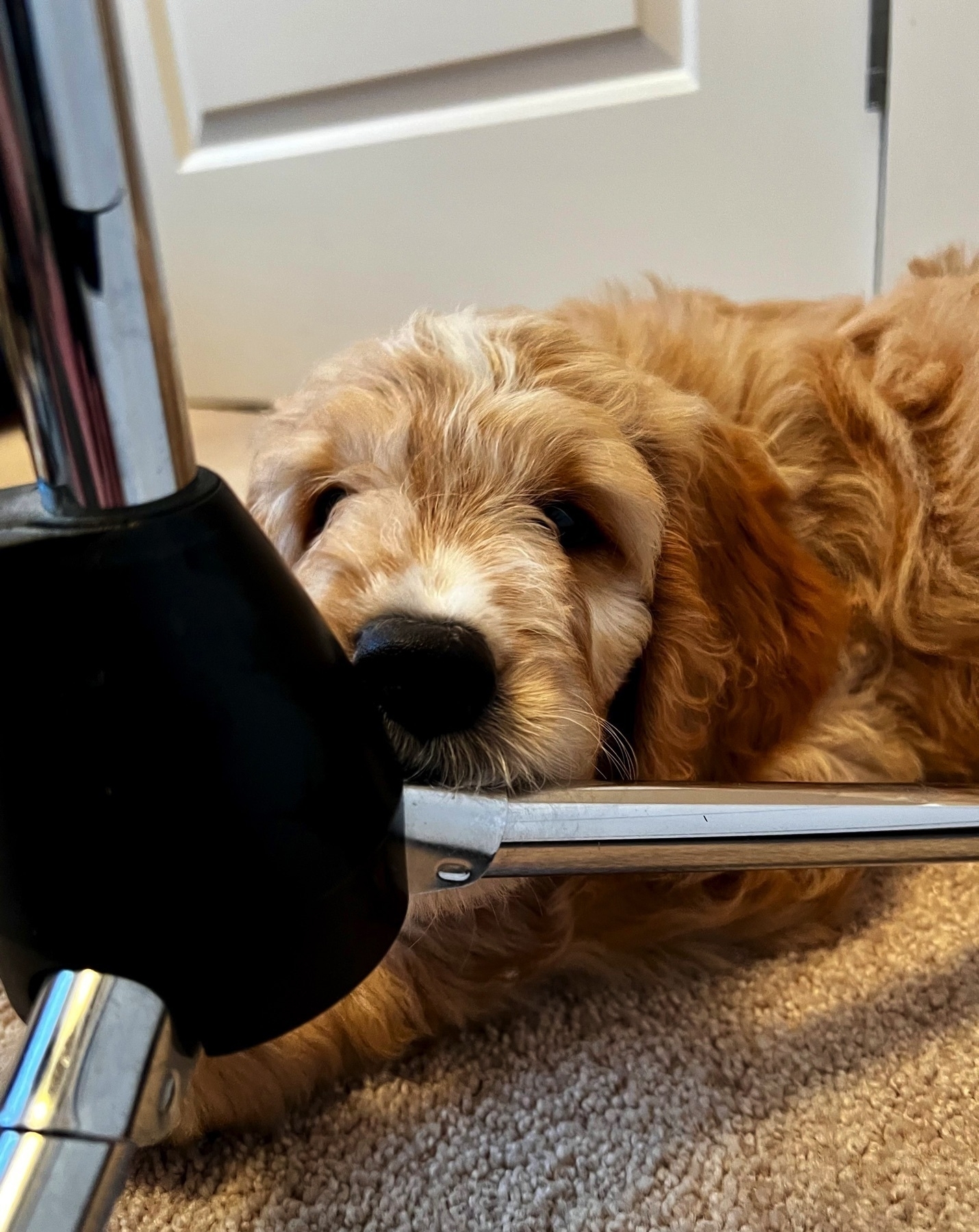 A golden doodle pup chewing on a mic stand base.