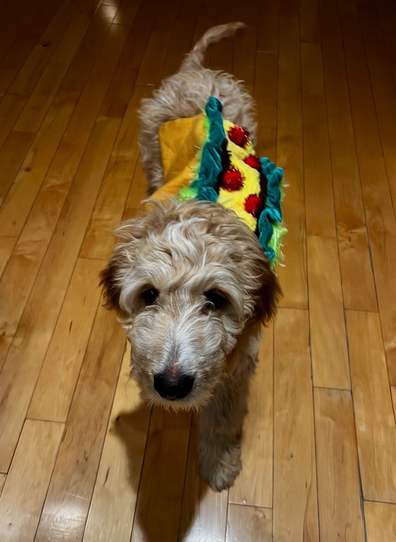 Neville, our golden doodle puppy, with a taco costume on his back and he’s looking at the camera with a “why human?” vibe