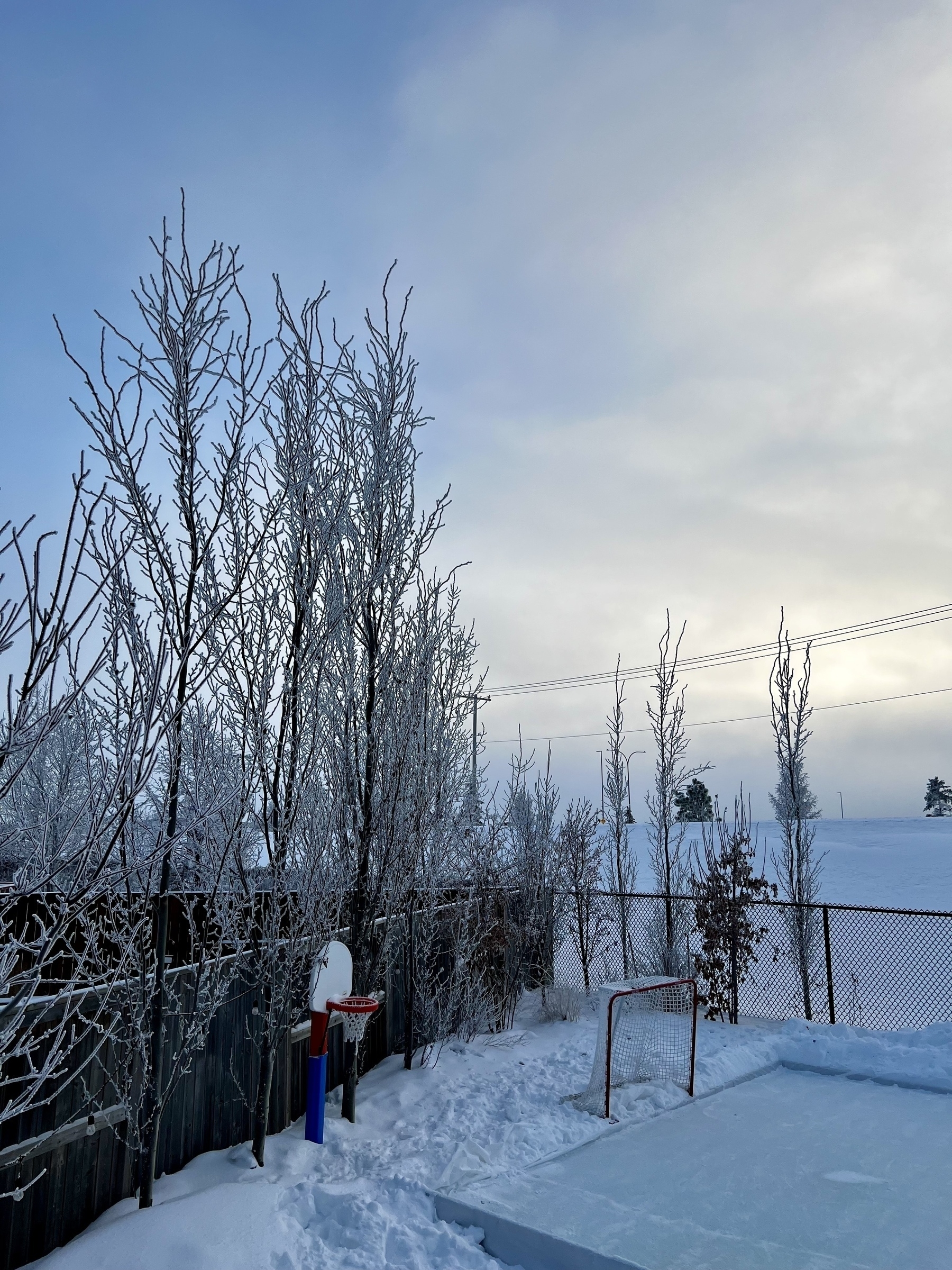 A snow-covered outdoor hockey rink is surrounded by frosty trees under a cloudy sky.