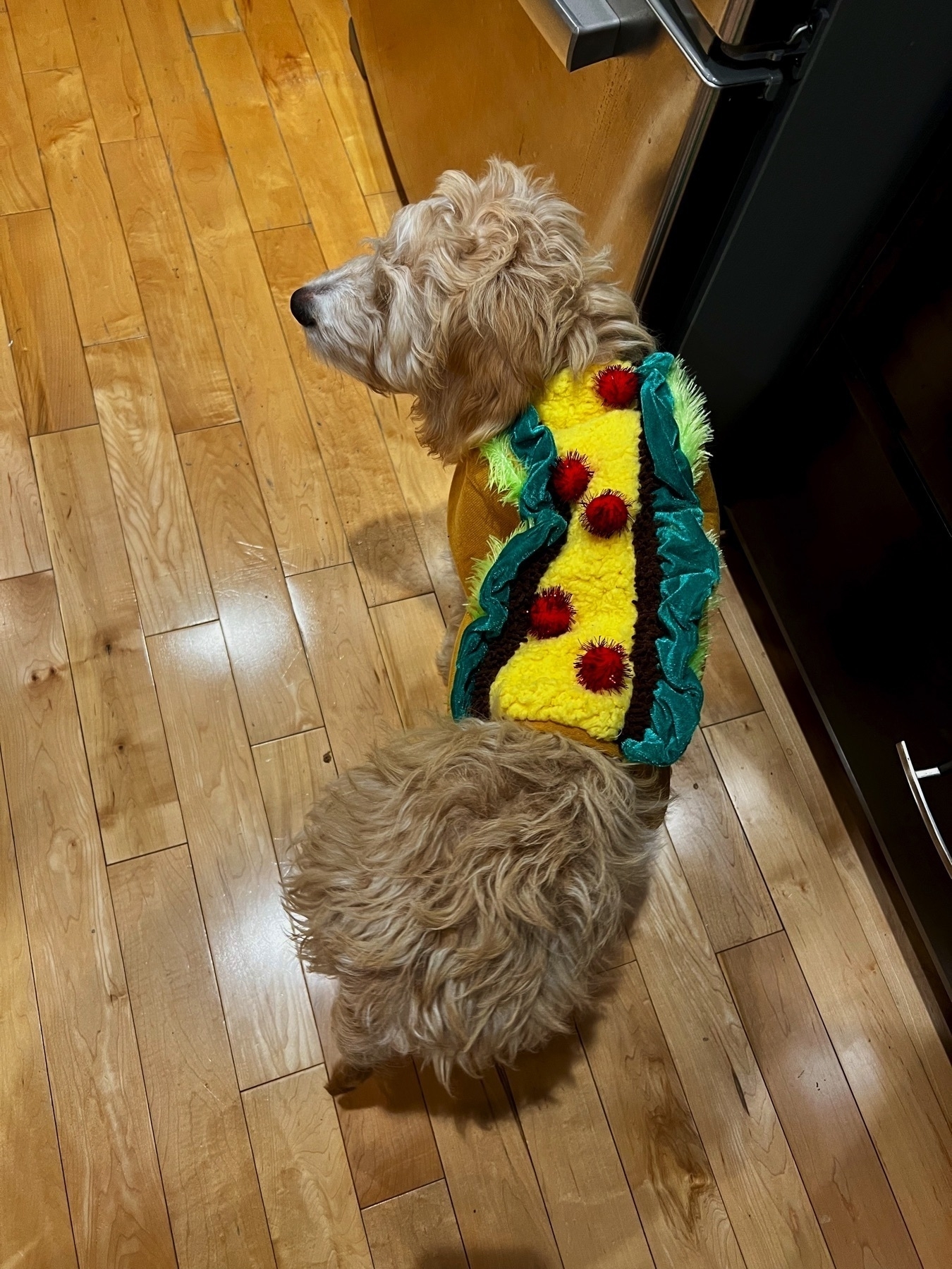 Neville, our golden doodle puppy, with a taco costume on his back.