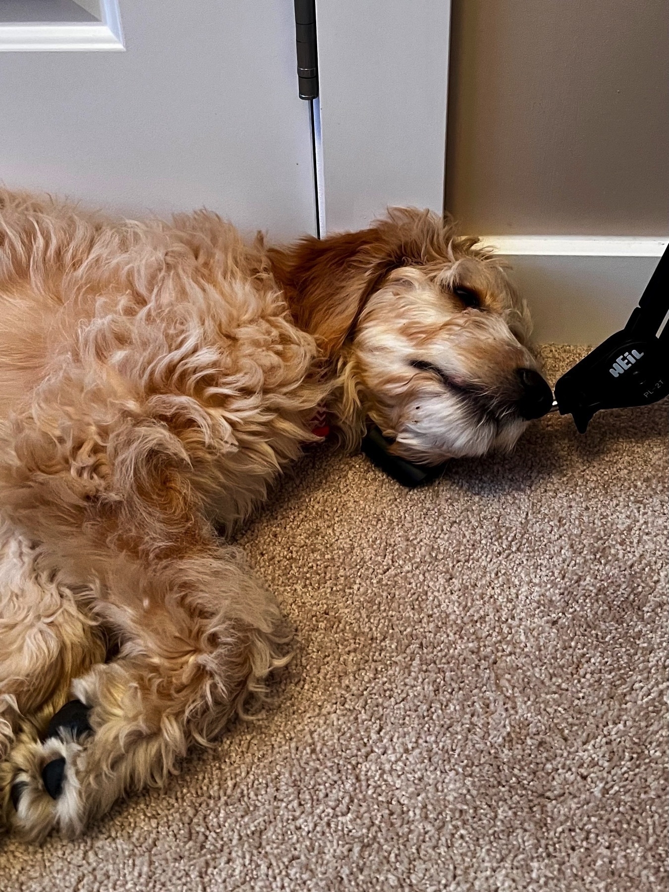 Neville my puppy resting his head really awkwardly on a mic stand on the floor.