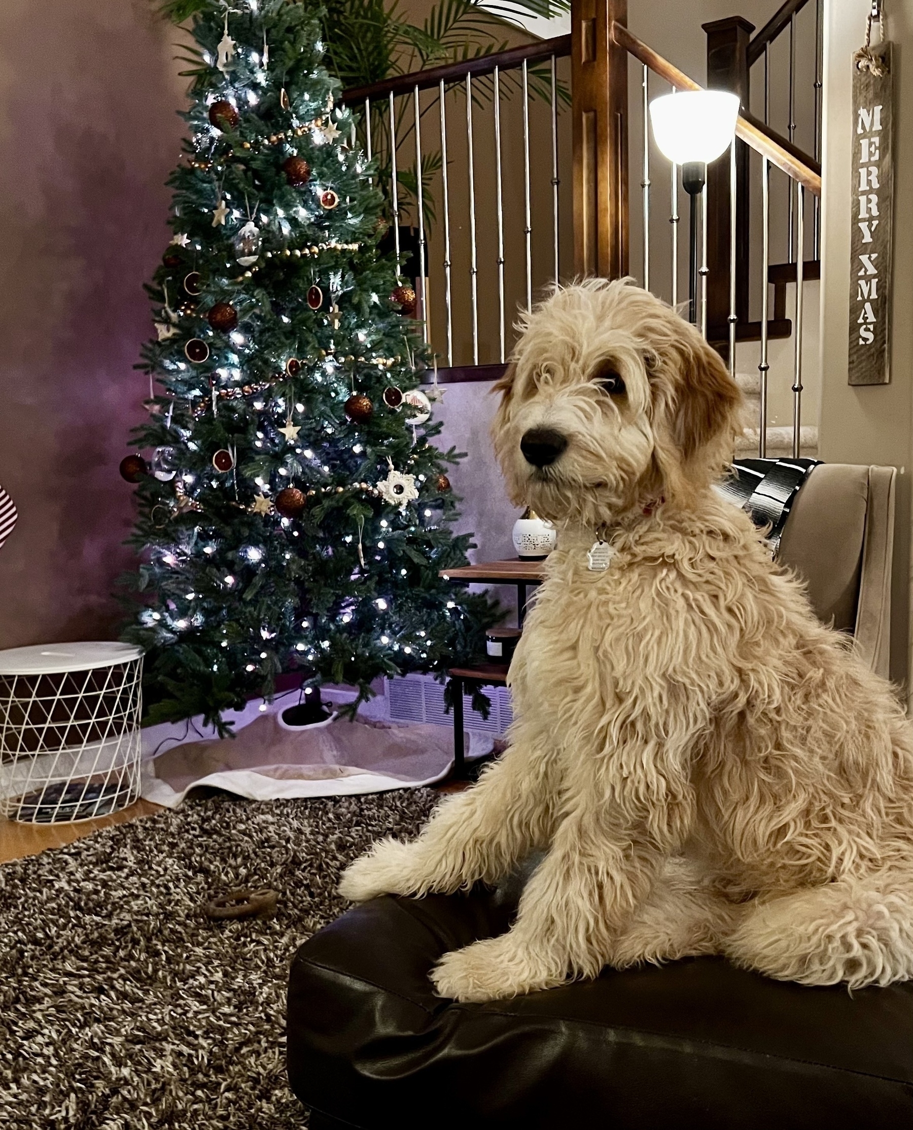 A shaggy flooofy looking golden doodle sits on a chair in front of a Christmas tree. 