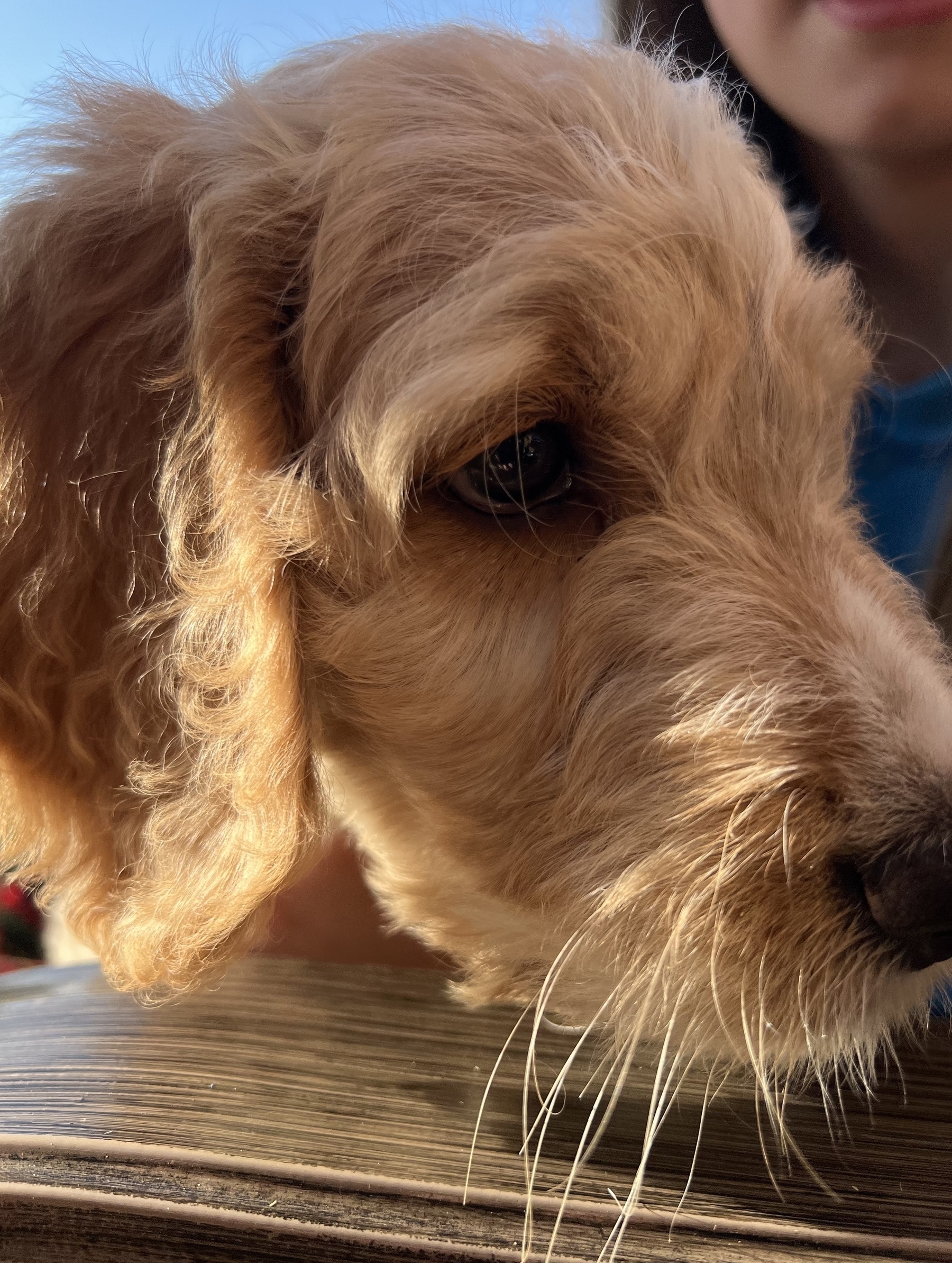 A golden doodle puppy looking very cute. 