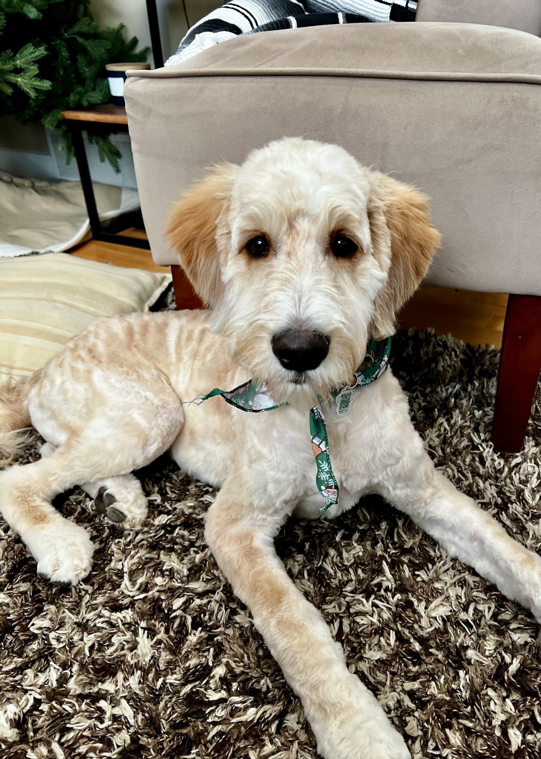 A much cleaner cut golden doodle sits on the floor. Feels like he could be a different dog. 