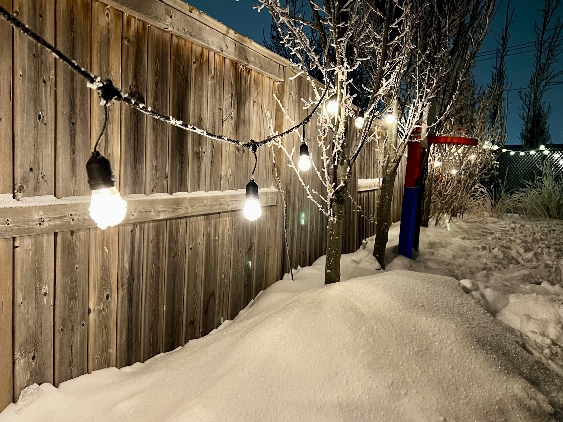 String lights and snow decorate a wooden fence and trees in a wintery yard at night.