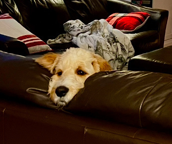 Neville Dogbottom sits with his face on the couch looking sad. 