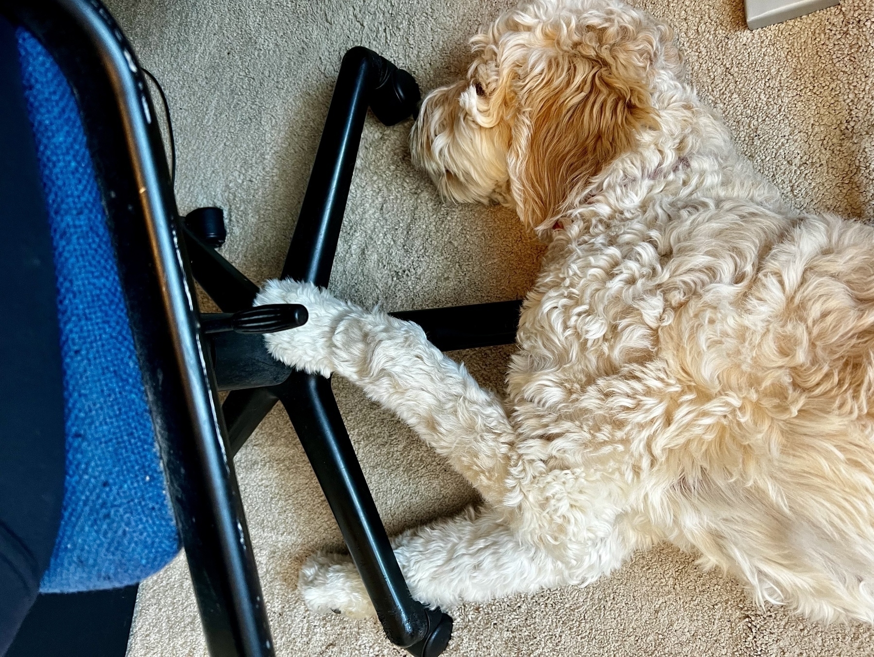 A fluffy dog is lying on the carpet with its front leg resting on the base of an office chair.