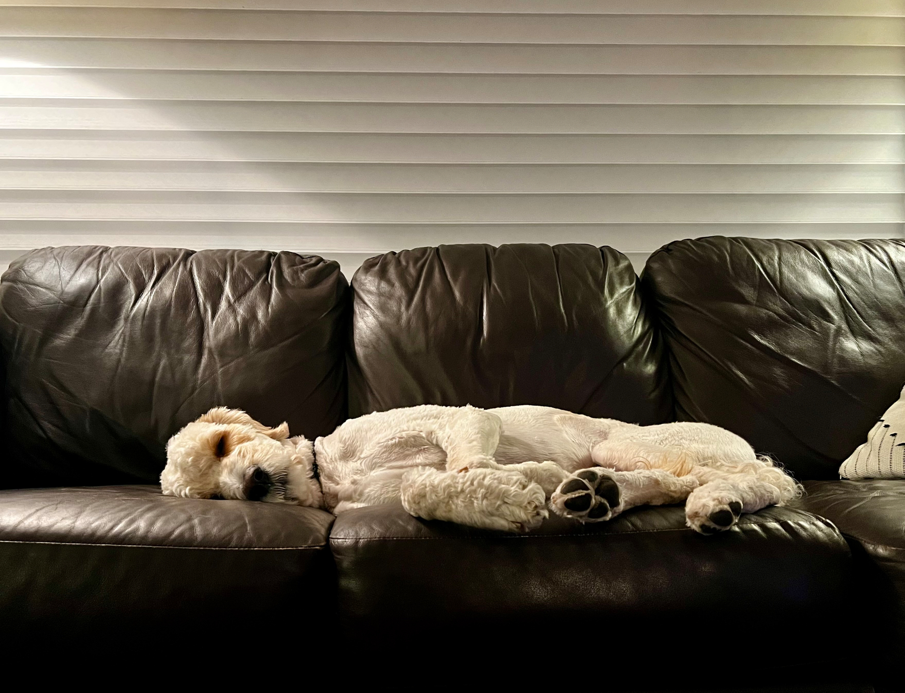 A golden doodle dog lays flat out across all 3 seats of a couch. 