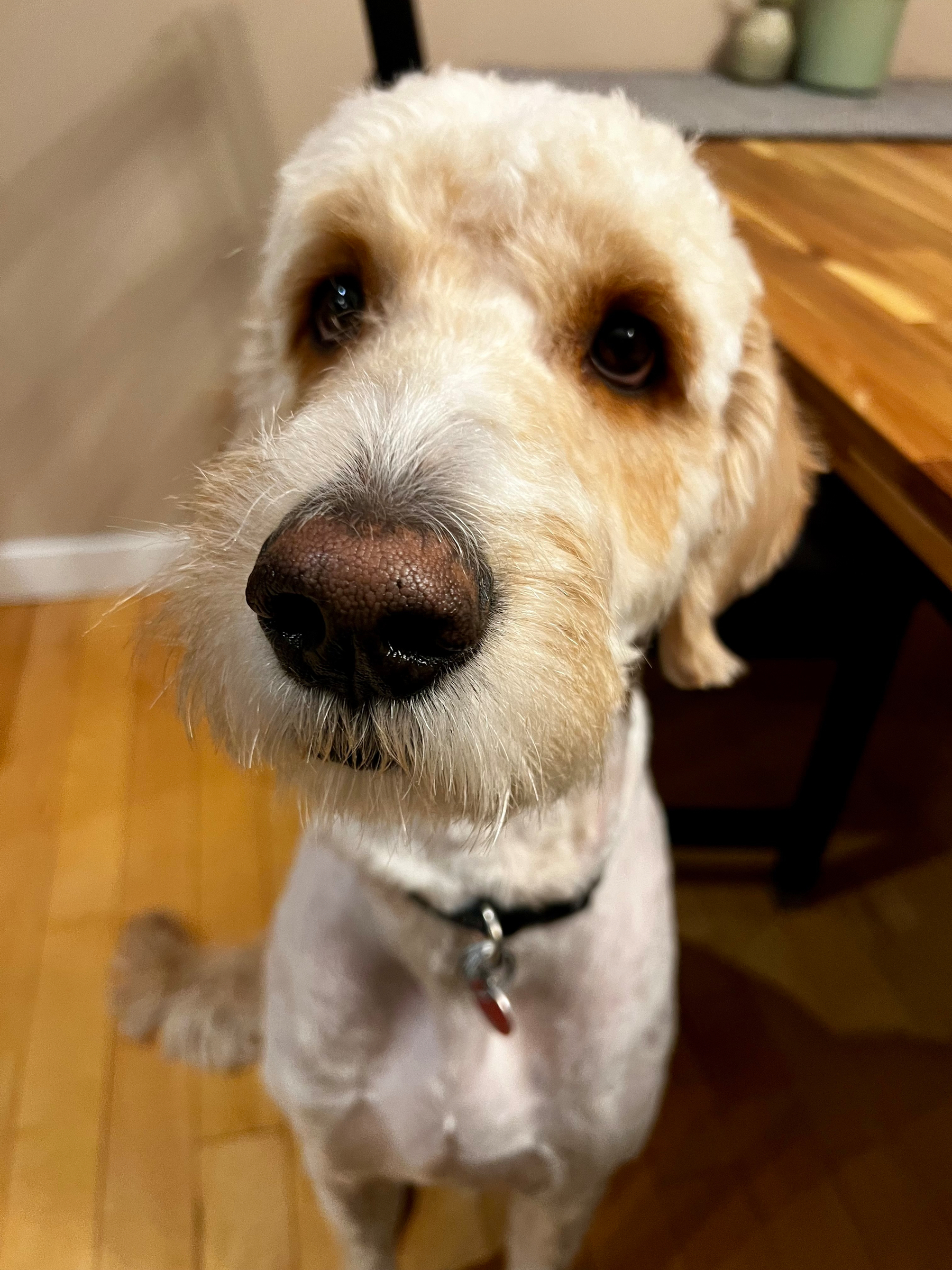 A fluffy dog with a curly coat looks up with curious eyes near a wooden table.