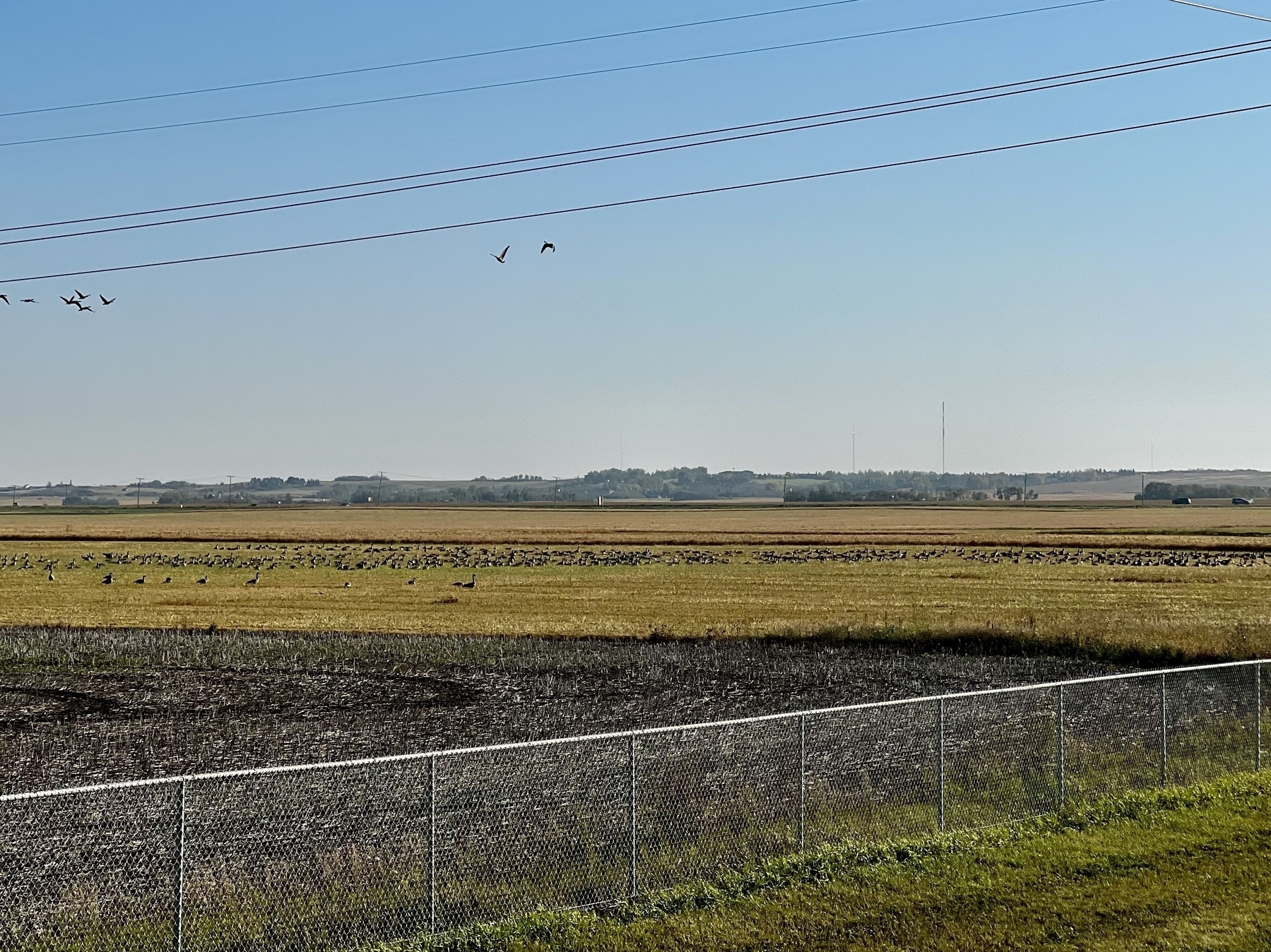 A prairie field filled with Canadian geese