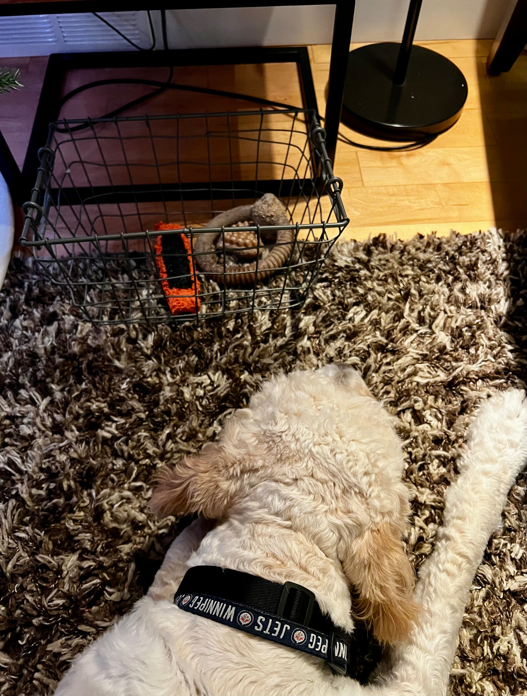 A dog is lying on a shaggy rug beside a wire basket containing a stuffed toy and an orange dog chew toy.