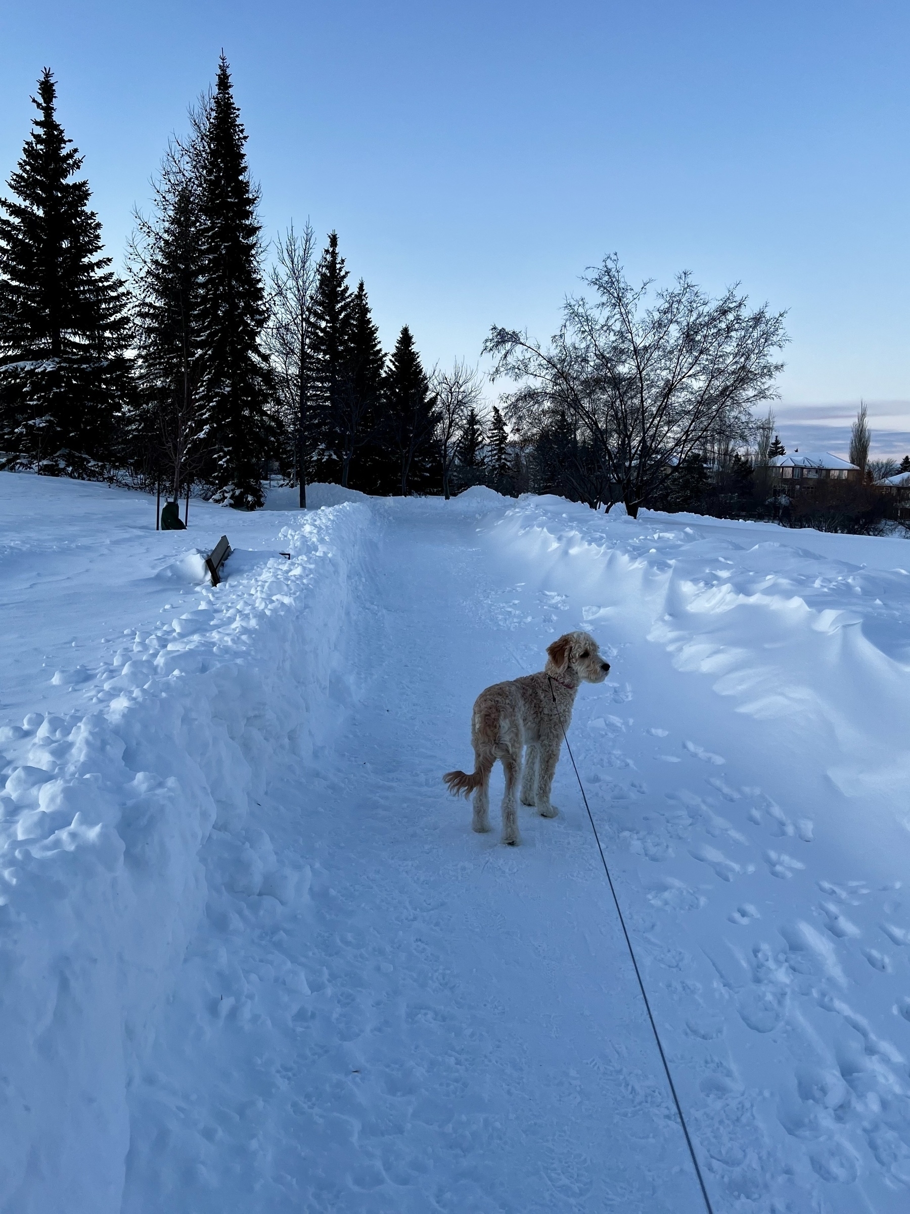 A golden doodle puppy dog named Neville stands on a snow-covered path surrounded by snowbanks and trees under a clear blue sky.