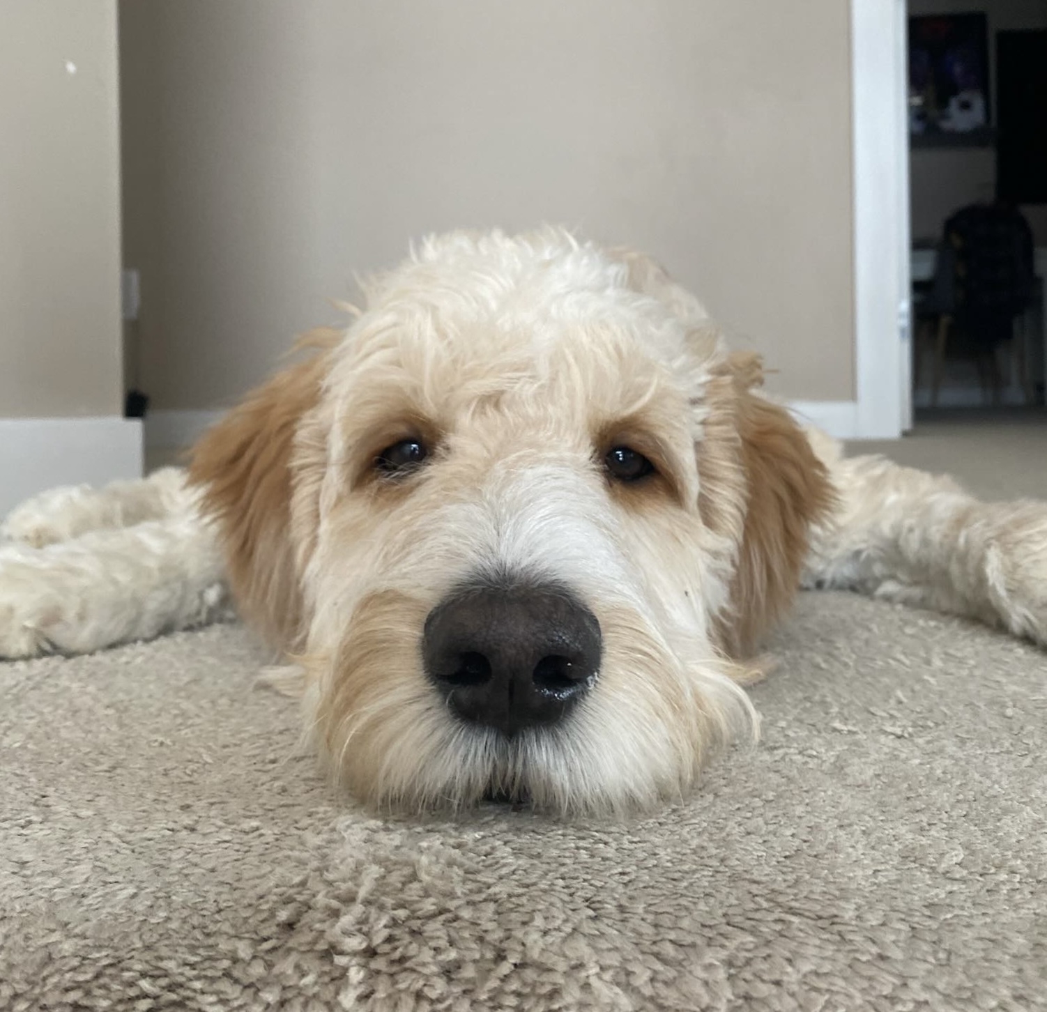 A fluffy dog is resting with its head on a carpet, gazing forward.