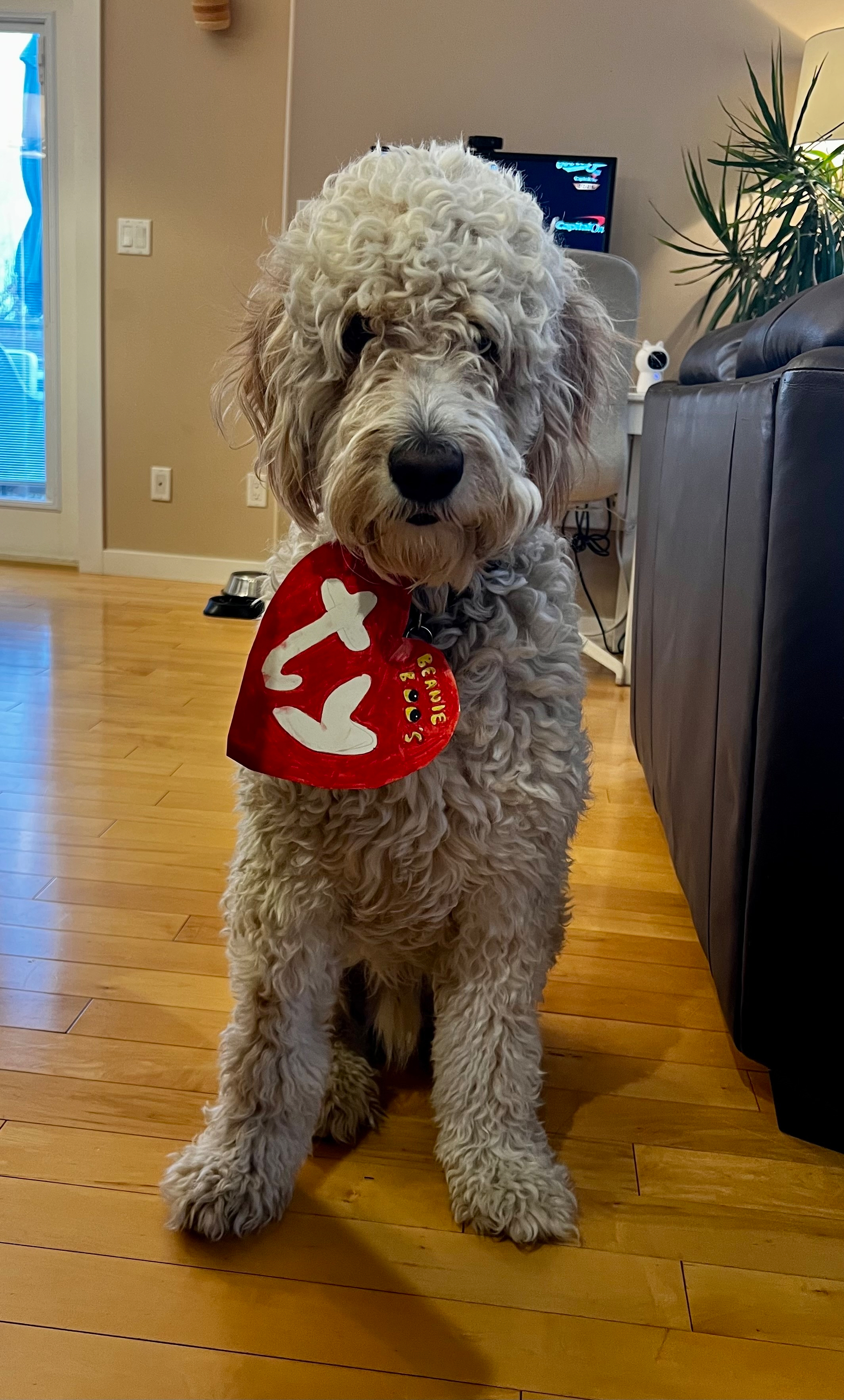 A fluffy dog is sitting on a wooden floor wearing a red heart-shaped tag that resembles a Ty Beanie Baby tag.