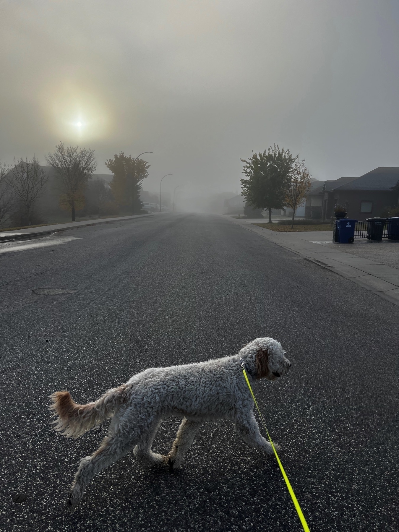 A dog walks across the road in the foreground while a foggy sky with a hazy sun is in the background.