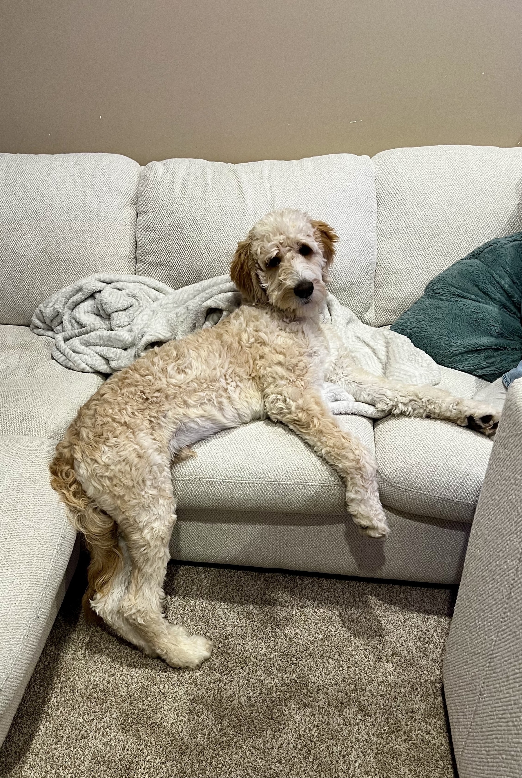 A fluffy dog is lounging comfortably on a white couch with a blanket.